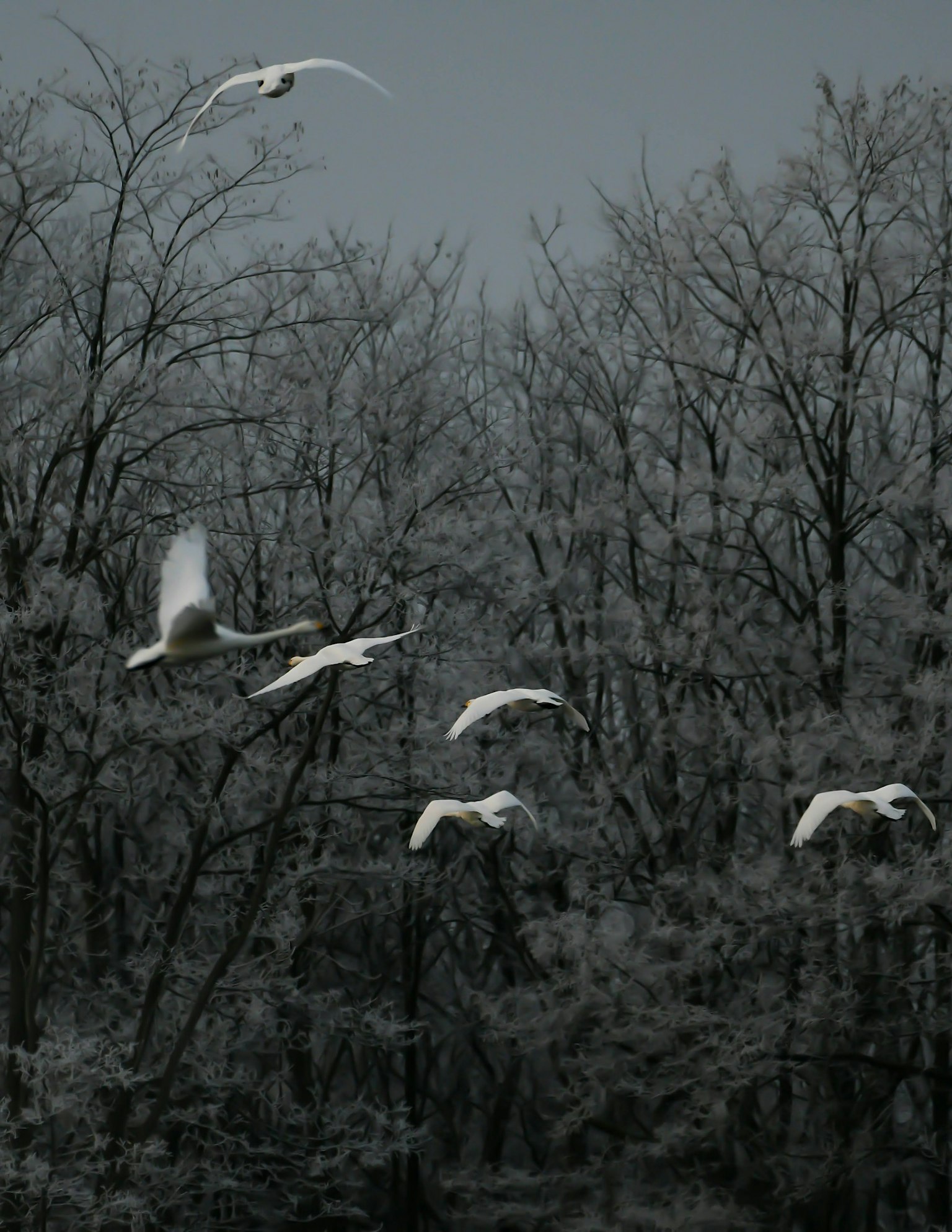 Aves blancas volando a través de un paisaje invernal con árboles desnudos