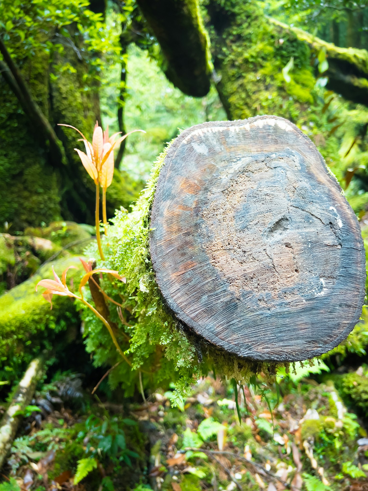 A natural scene featuring a moss-covered tree trunk with a blooming flower