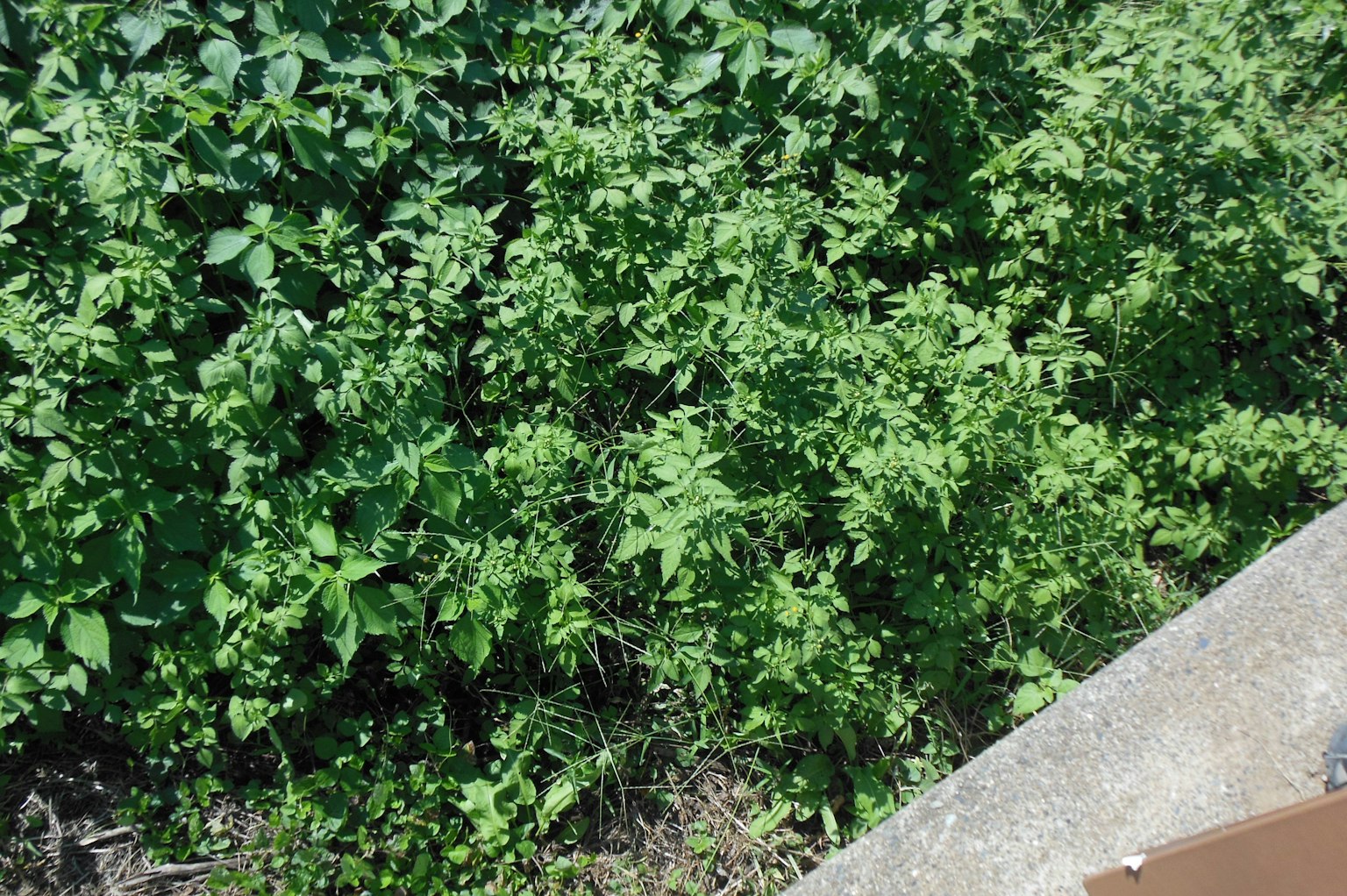 郁郁蔥蔥的植物在混凝土邊緣生長
