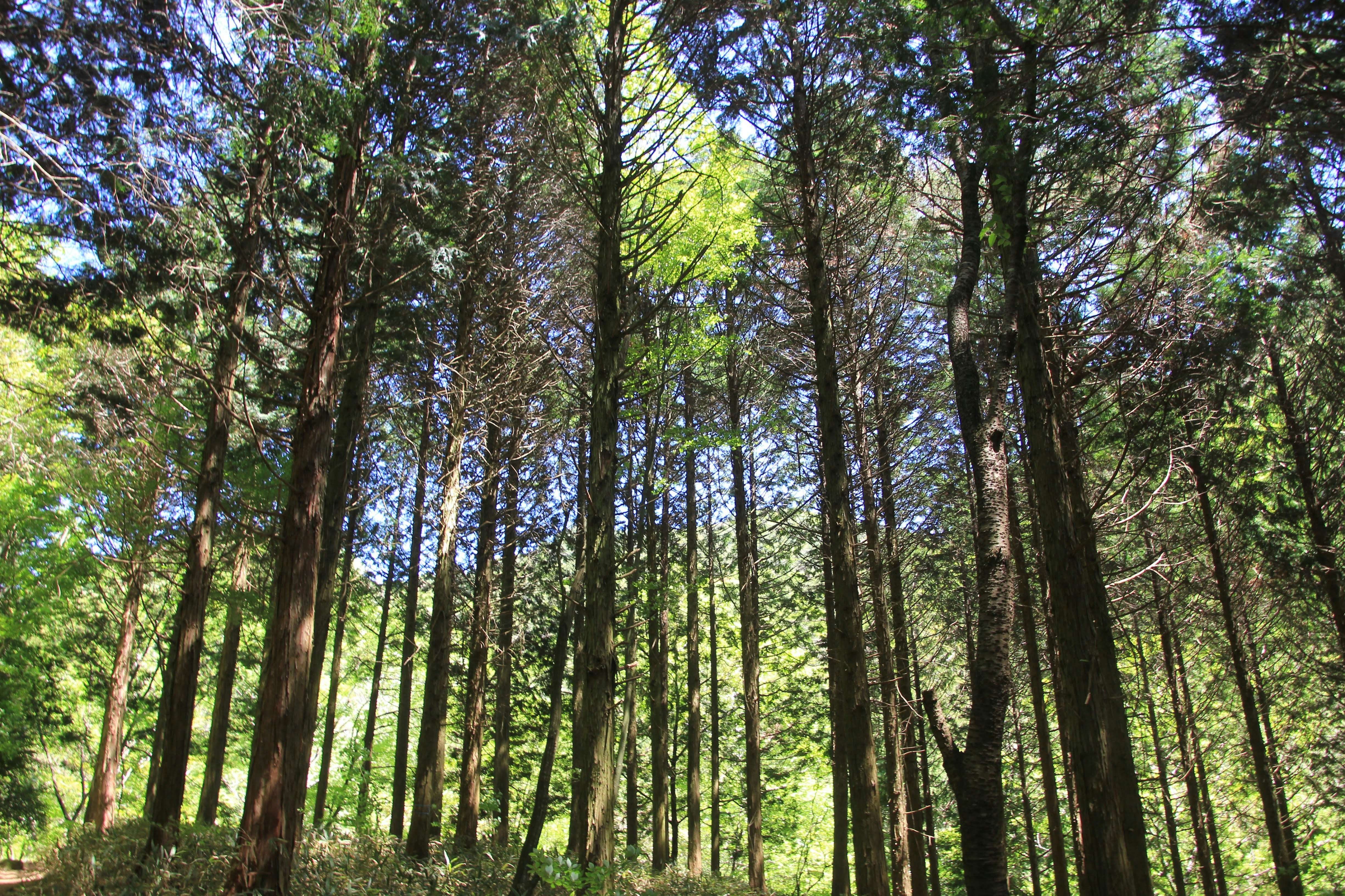緑の木々が立ち並ぶ森林の風景