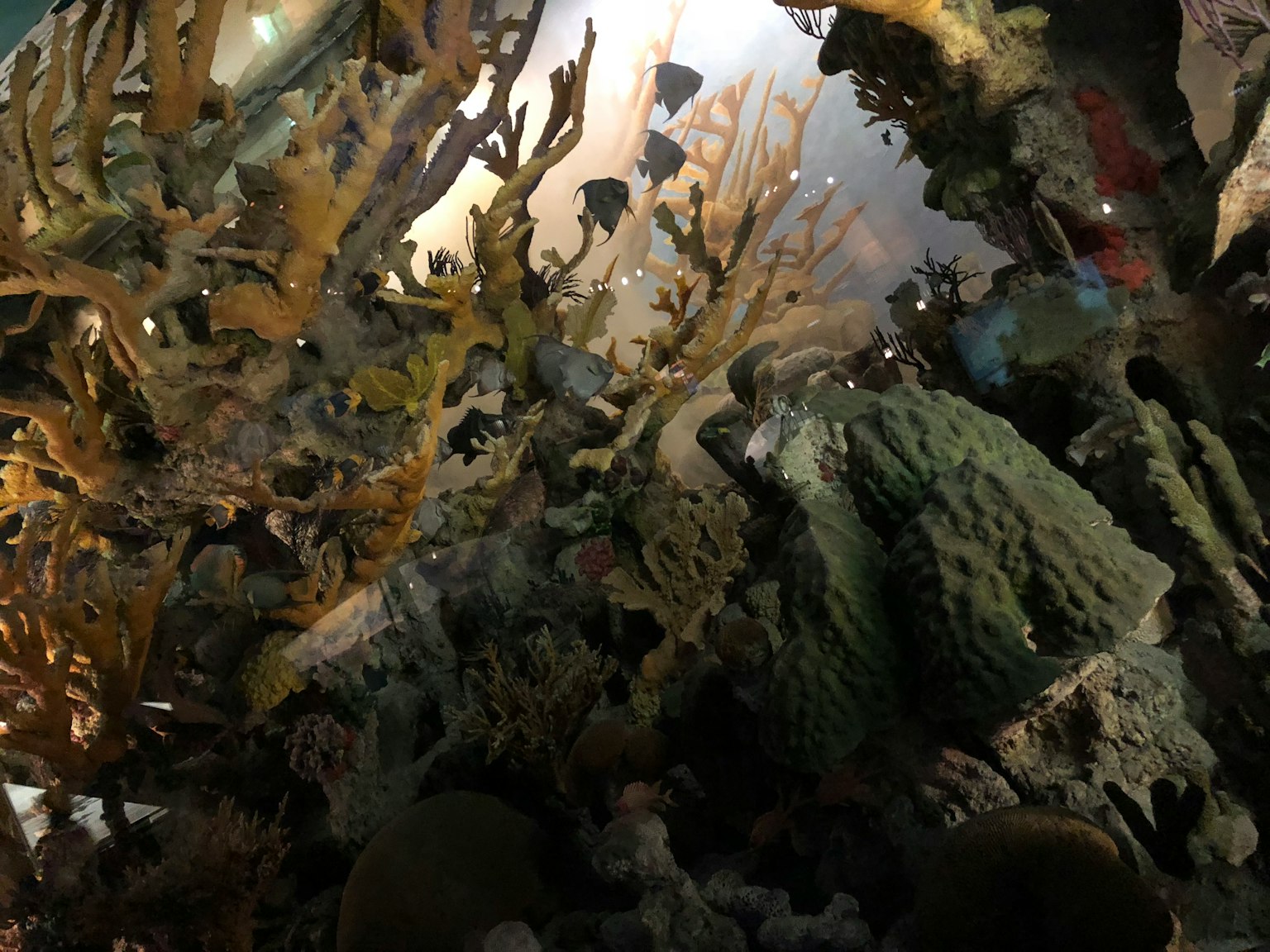 生動的水下場景，展示了各種珊瑚和海洋植物