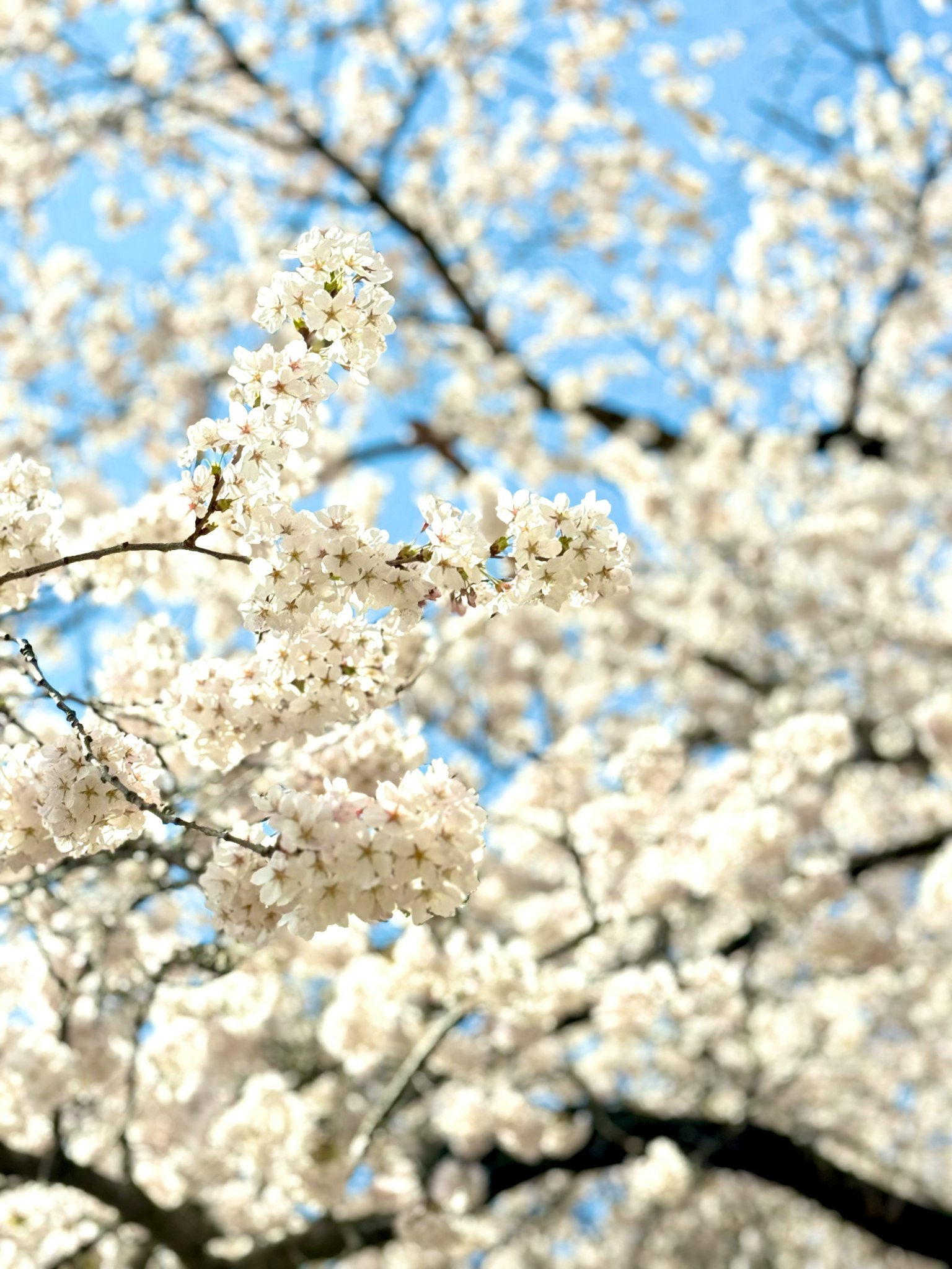 Close-up of white cherry blossoms under a blue sky