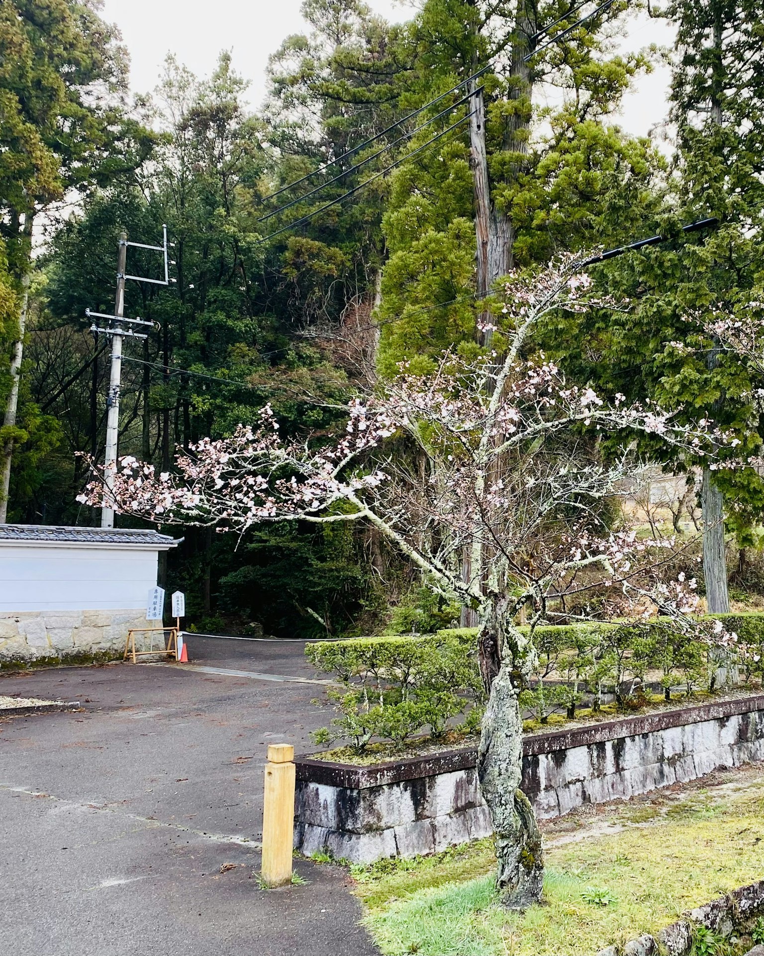 A scene featuring a cherry blossom tree and greenery