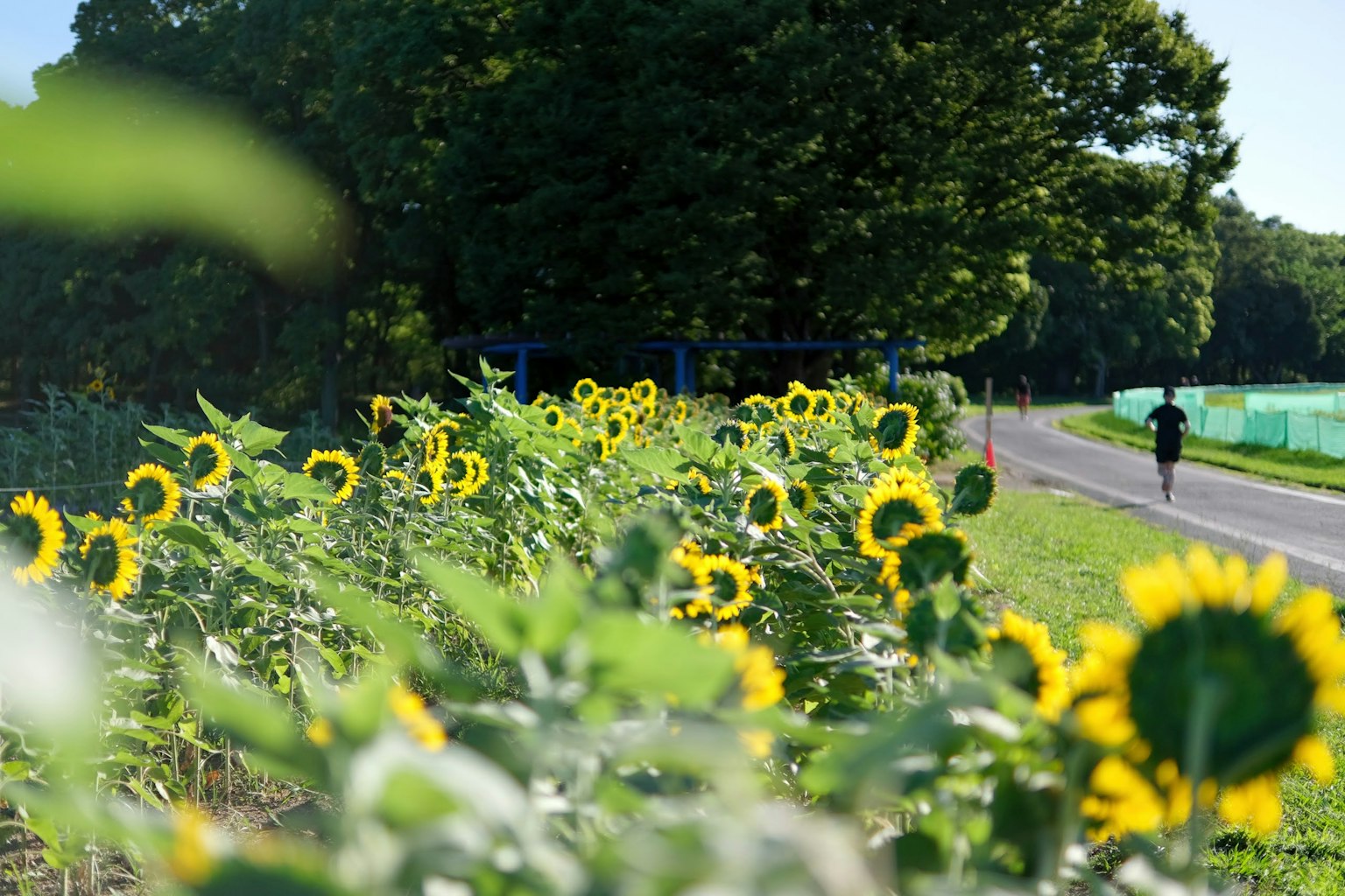 Sunflowers lining a pathway with a person walking