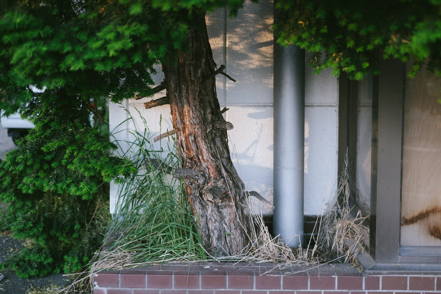 一棵大树和草在建筑旁边生长