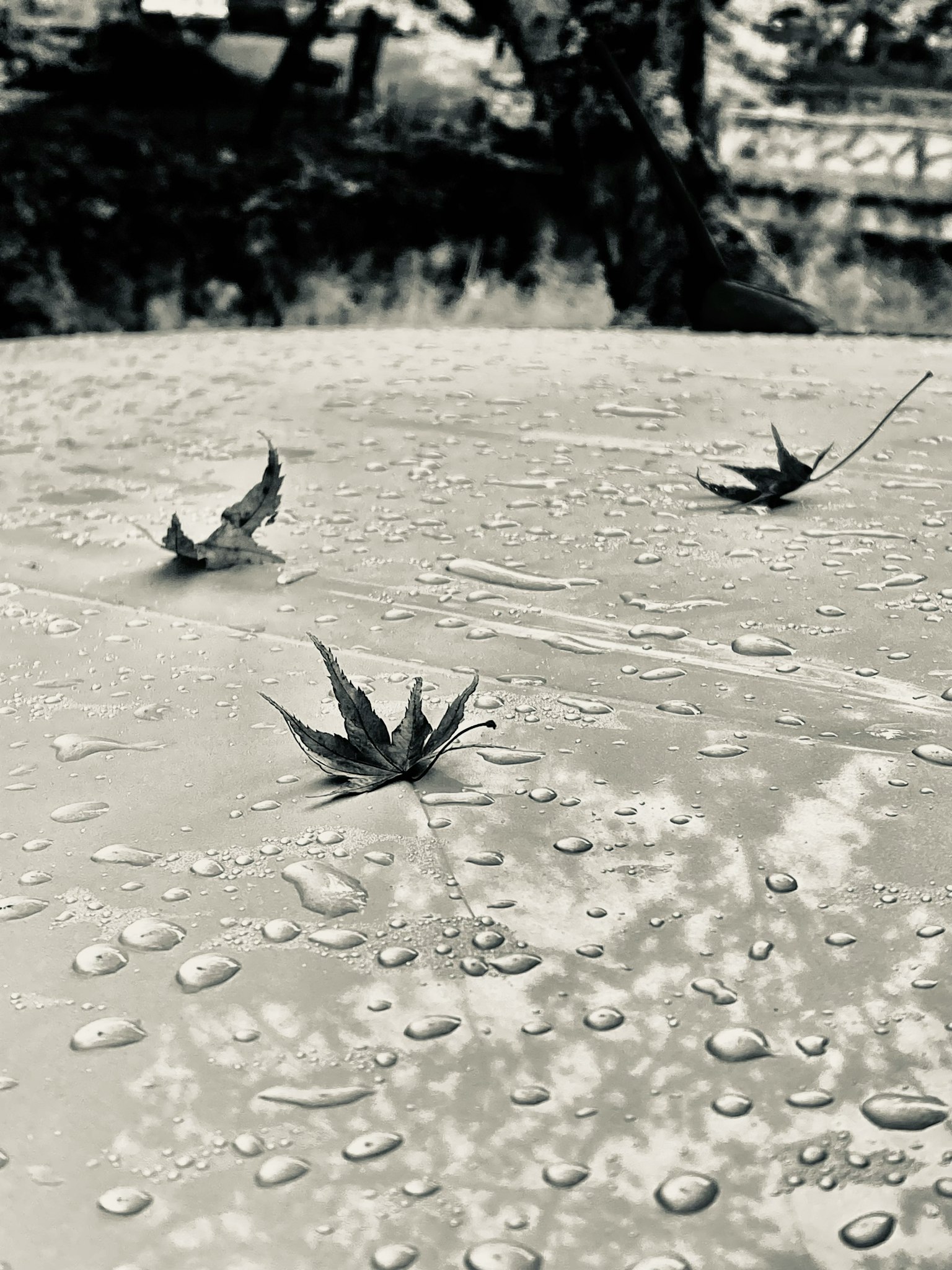 Maple leaves resting on a wet surface with raindrops