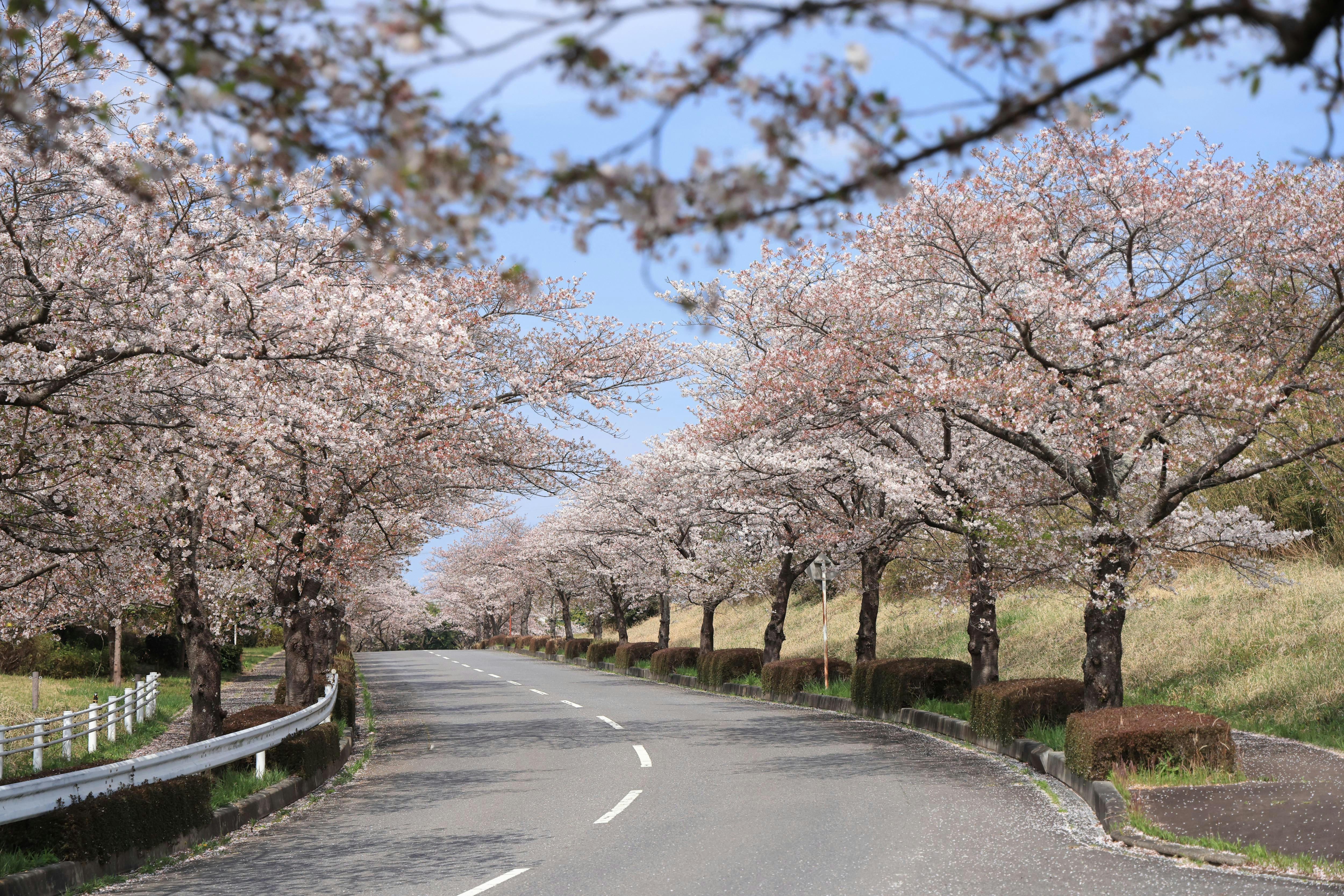茨城県の筑波南奥原工業団地入の桜並木の道