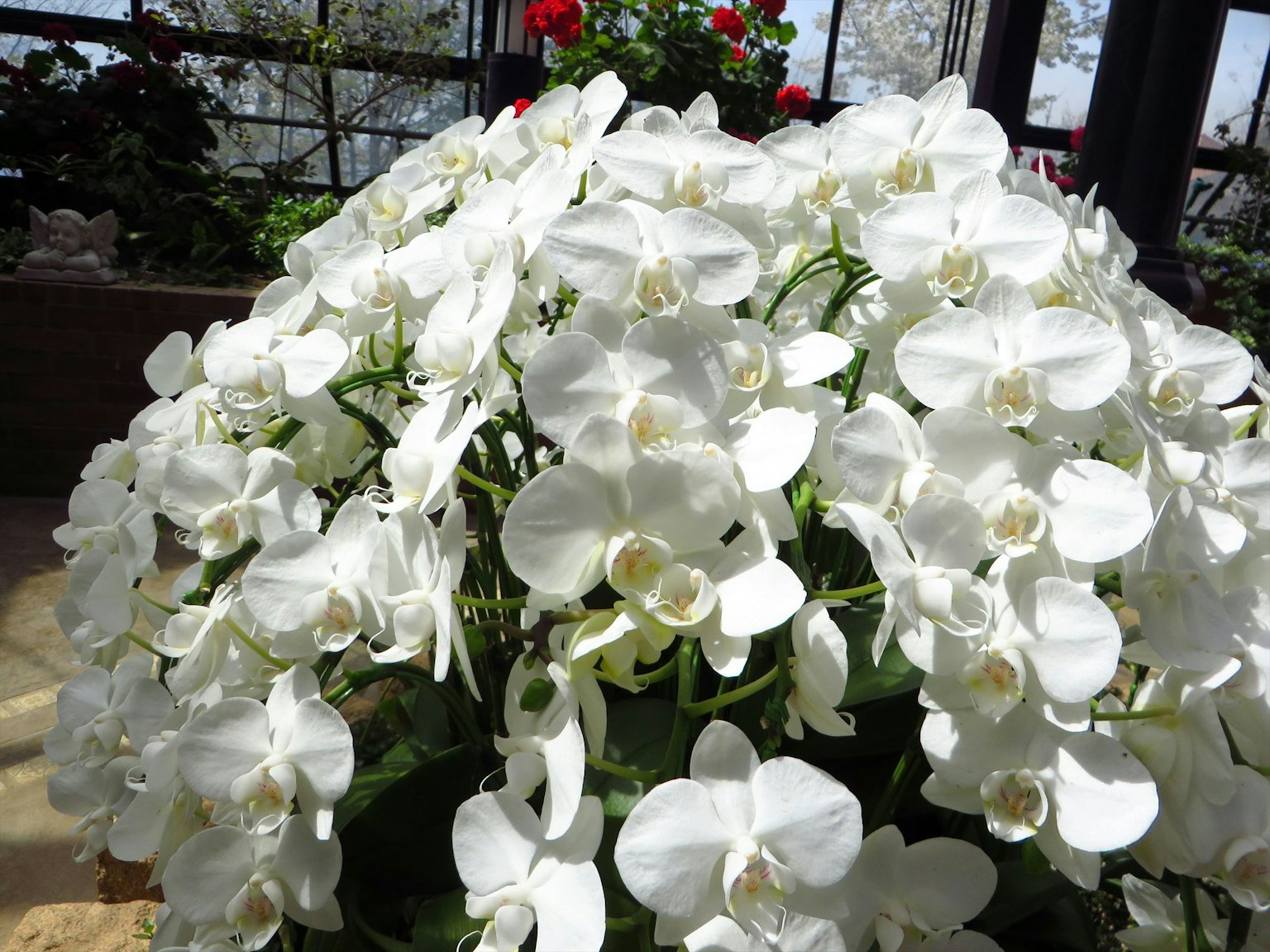 Une belle arrangement d'orchidées blanches en fleurs