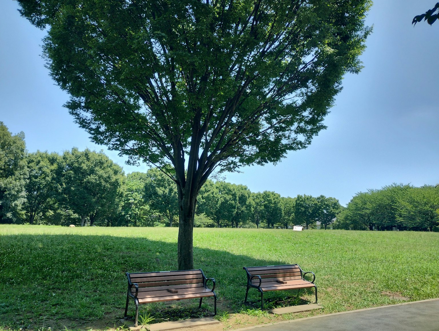 Due panchine sotto un grande albero su erba verde