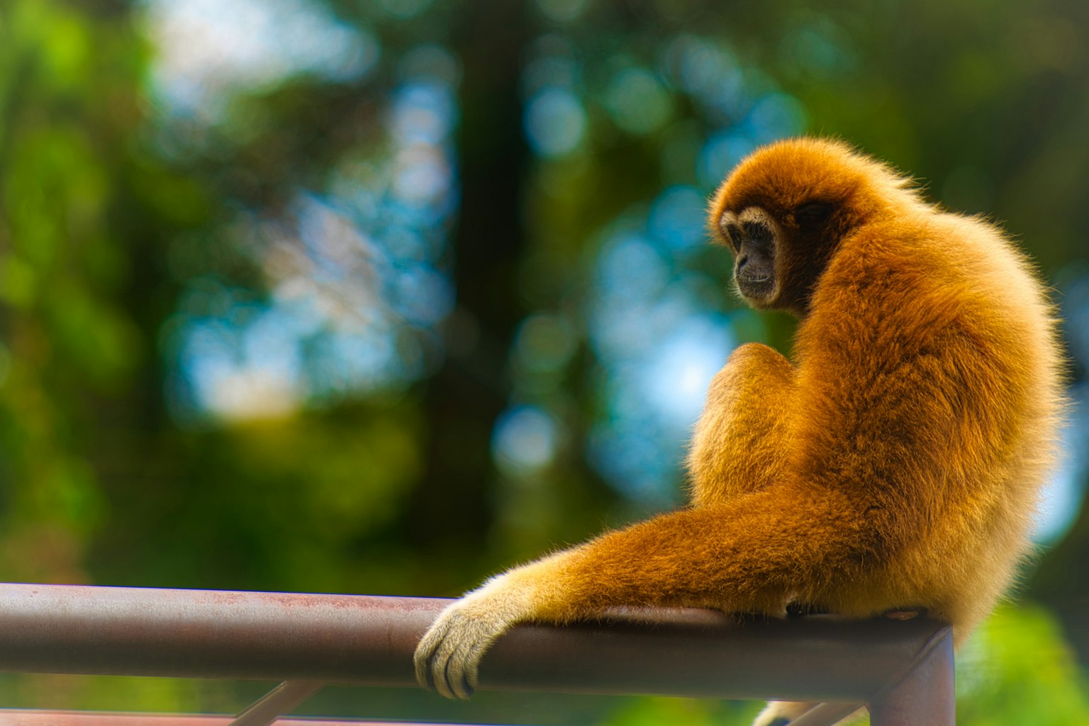 Un gibbon con pelo arancione seduto su un corrimano