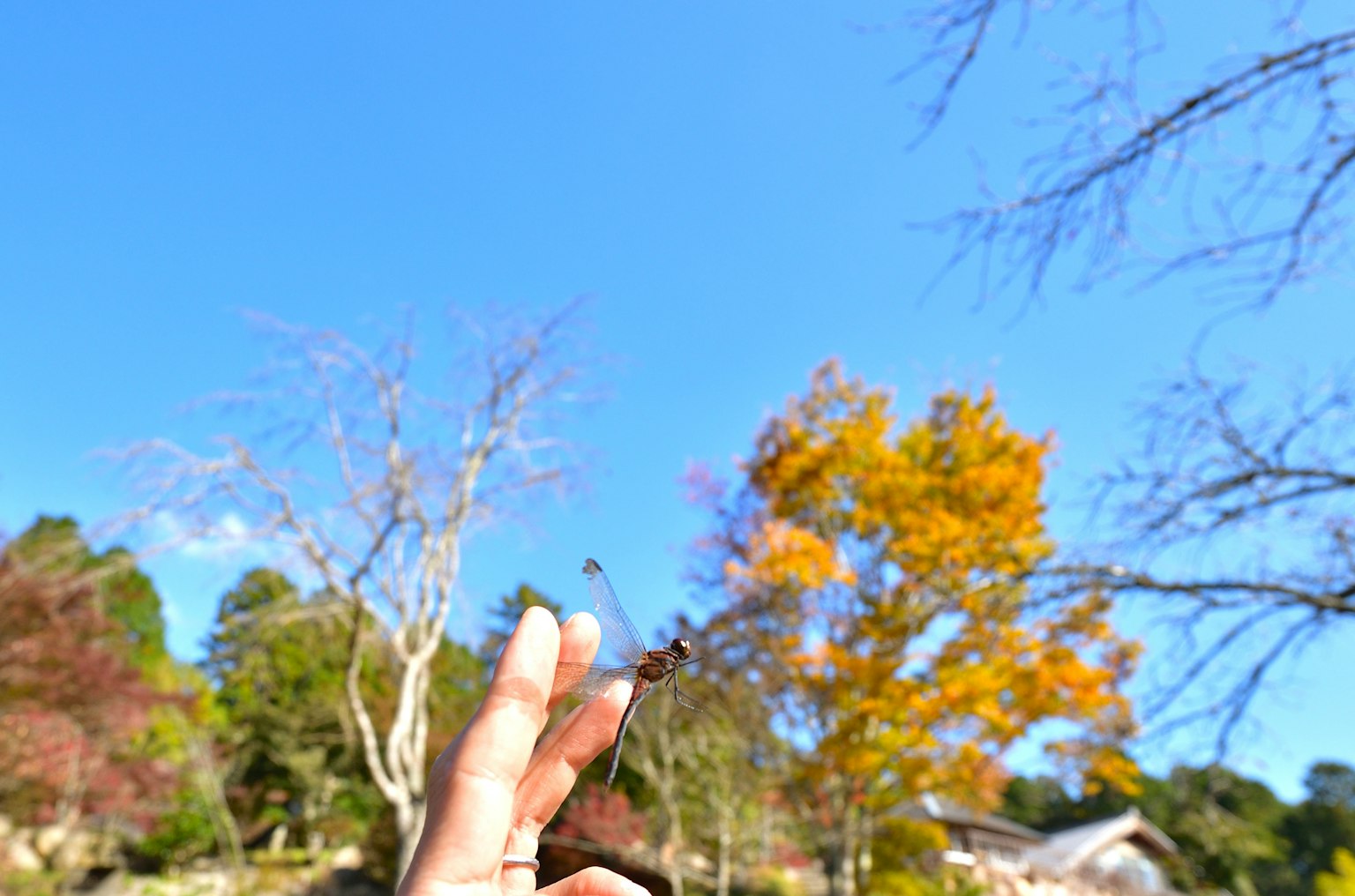 在蓝天下握着秋叶的手