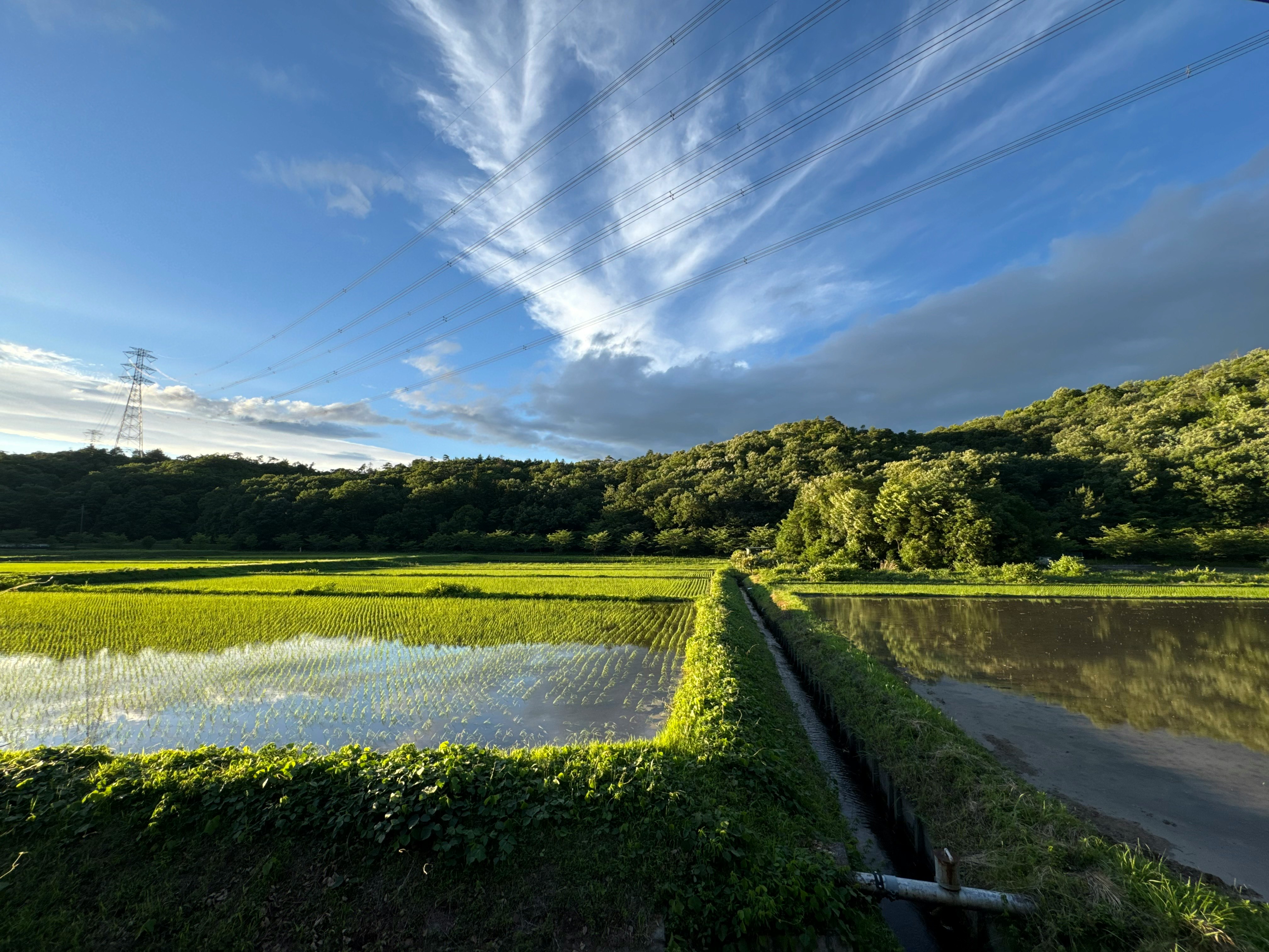水面が水鏡になる田んぼの小道と青空