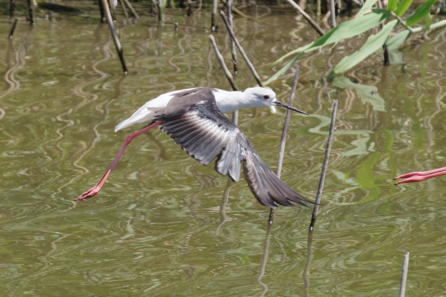 Bild eines schwarz-weißen Vogels, der über Wasser fliegt
