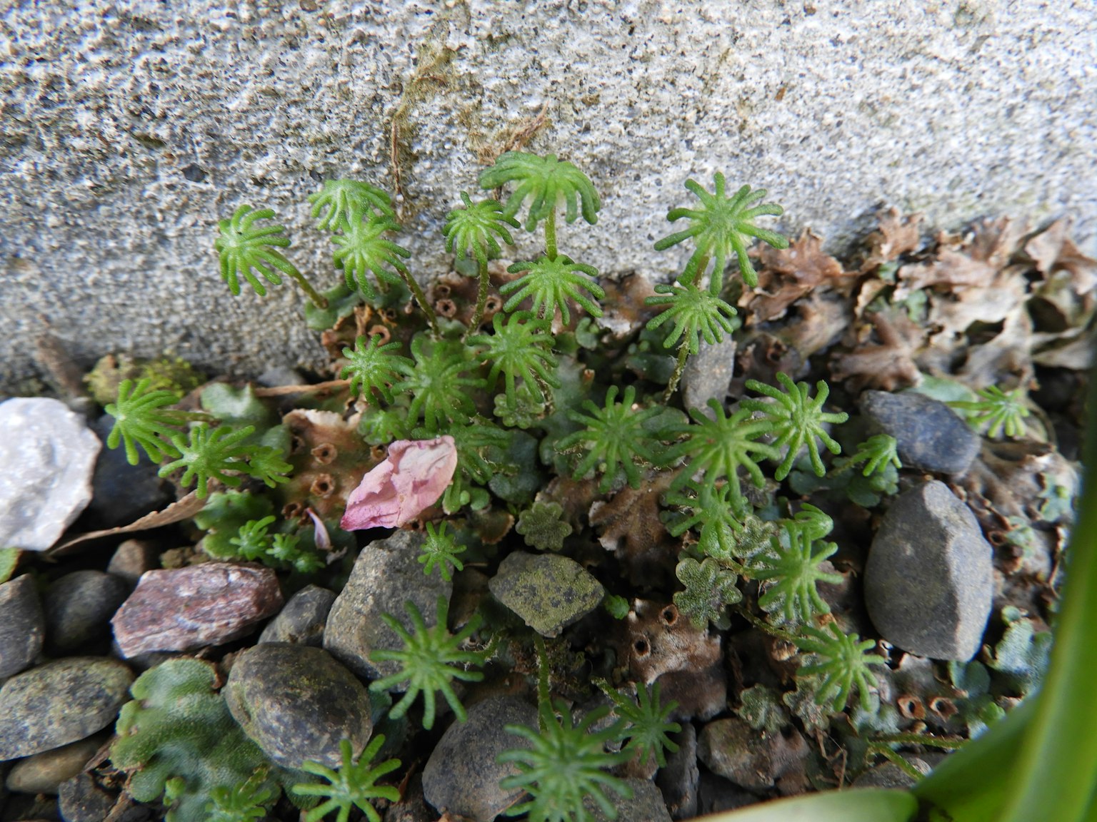 Grupo de plantas suculentas verdes creciendo entre piedras