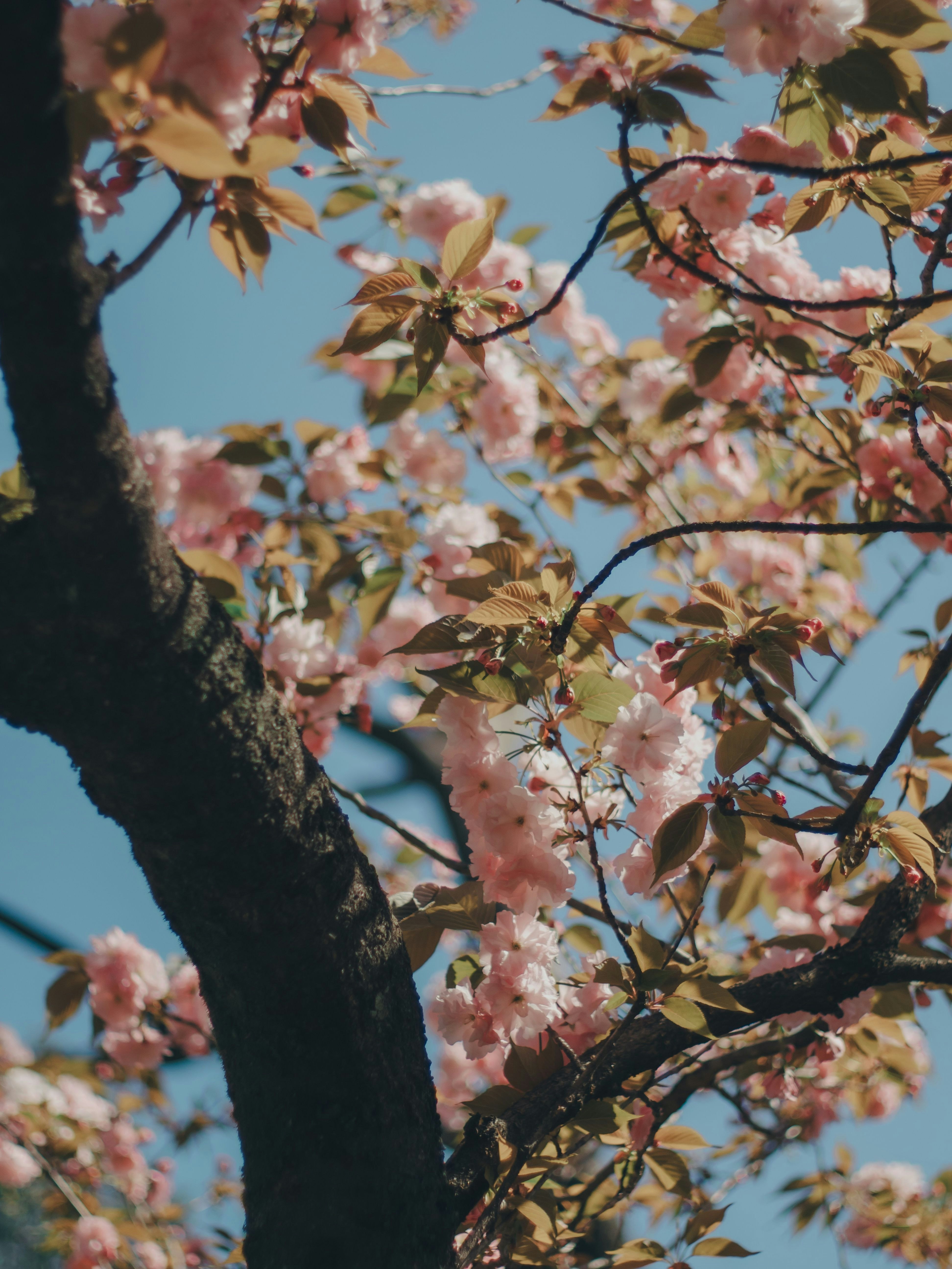 Fiori di ciliegio sui rami contro un cielo azzurro