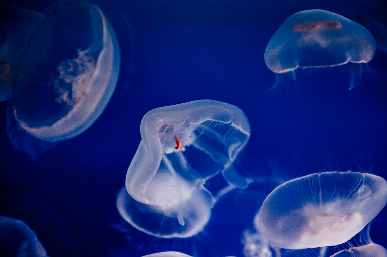 Un groupe de méduses transparentes flottant sur un fond bleu