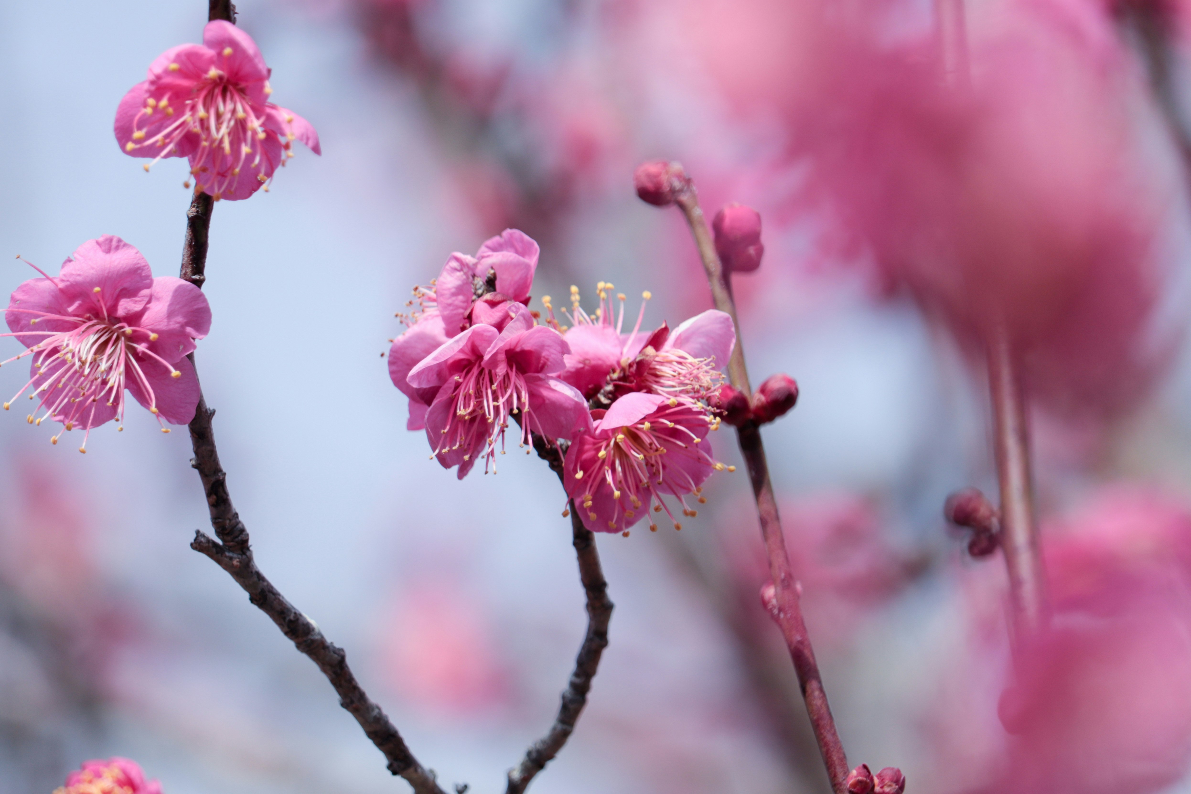 ピンクの梅の花が咲く枝のクローズアップ