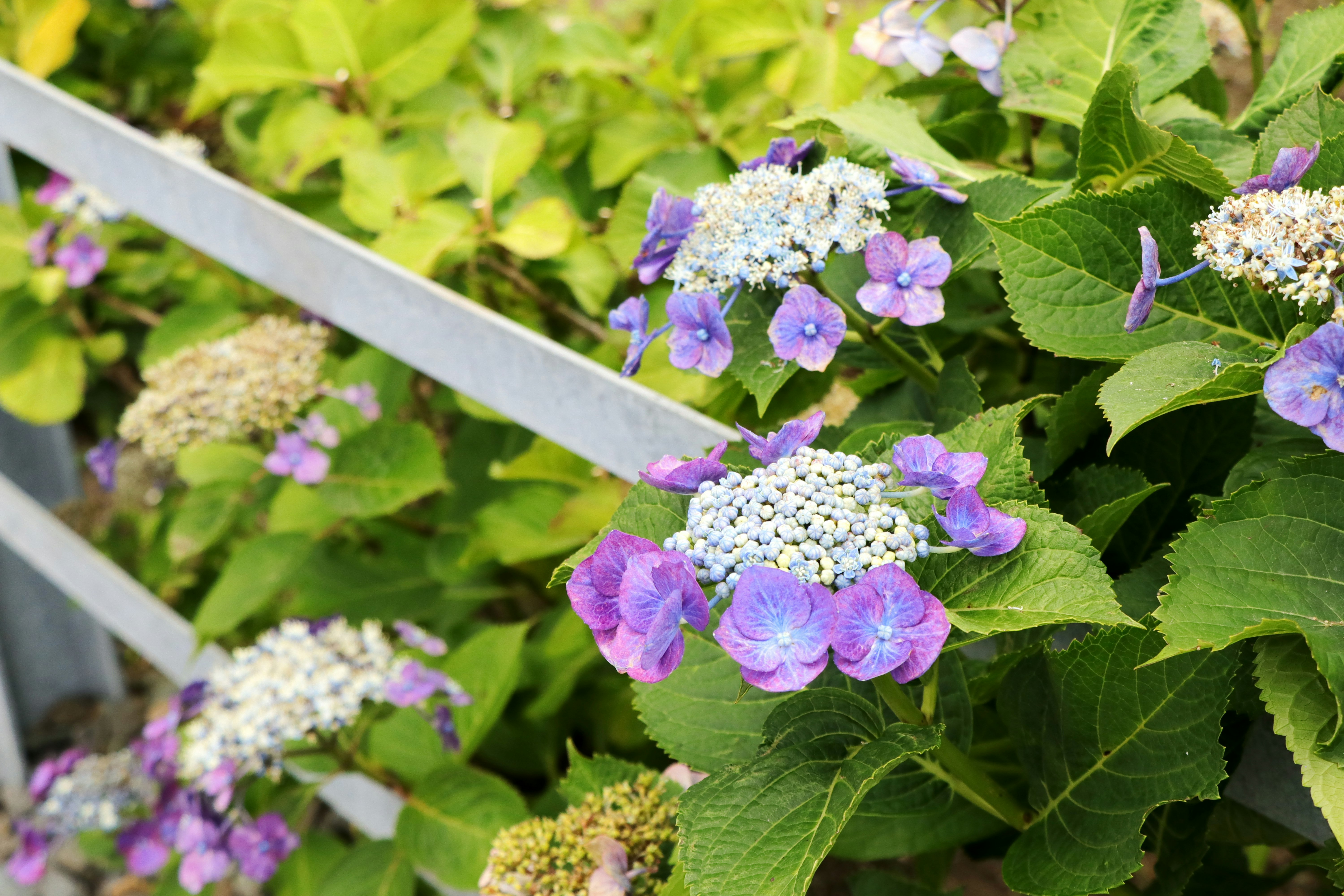 紫と白のアジサイが咲く庭の花