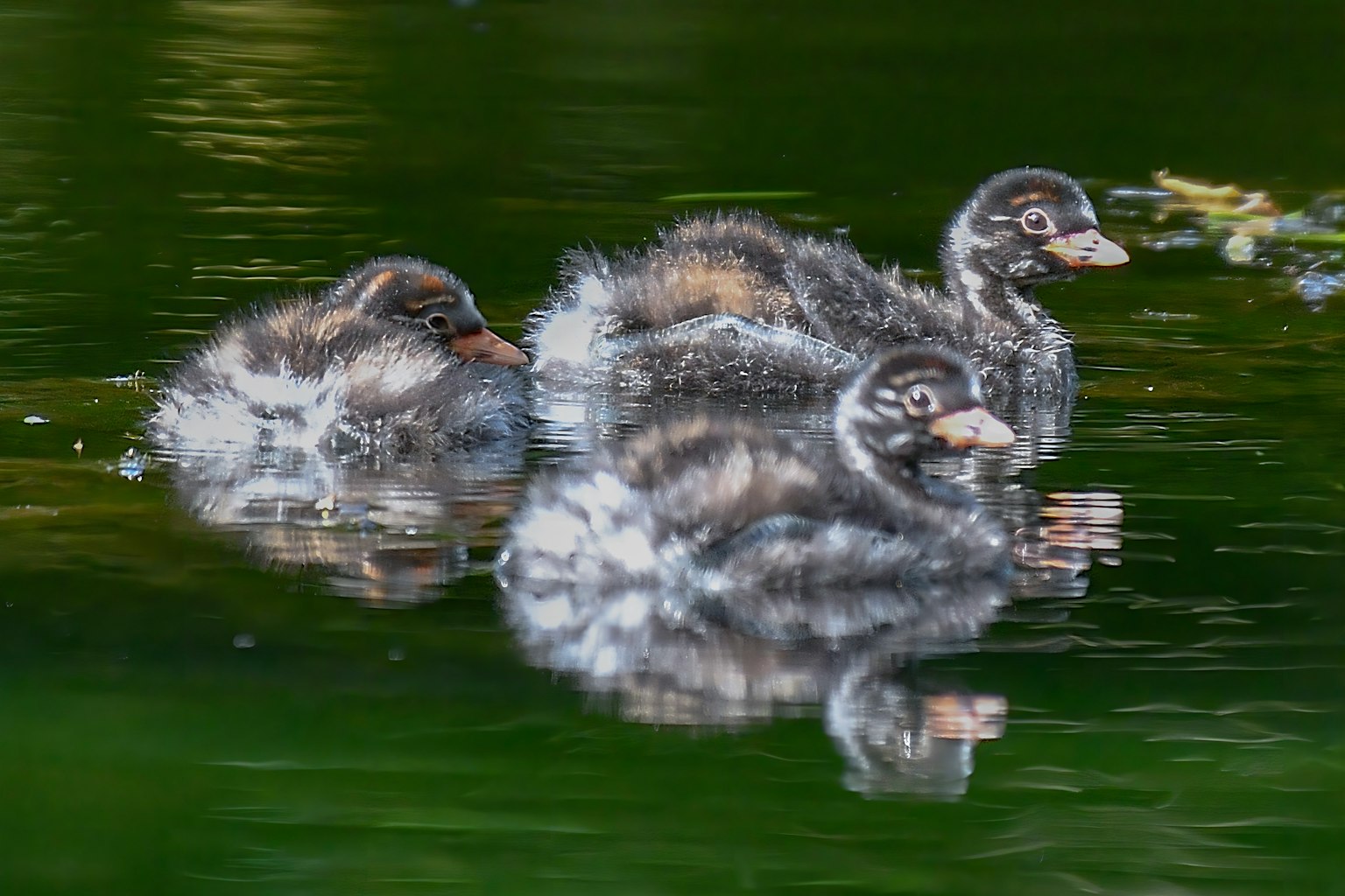 Three fluffy waterfowl chicks floating on a calm pond