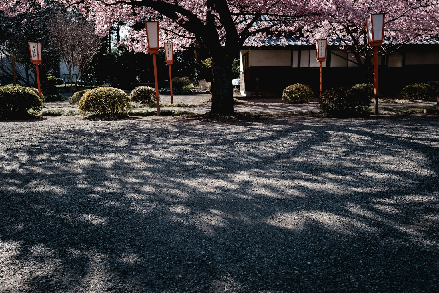Quiet garden featuring a cherry blossom tree and intricate shadows
