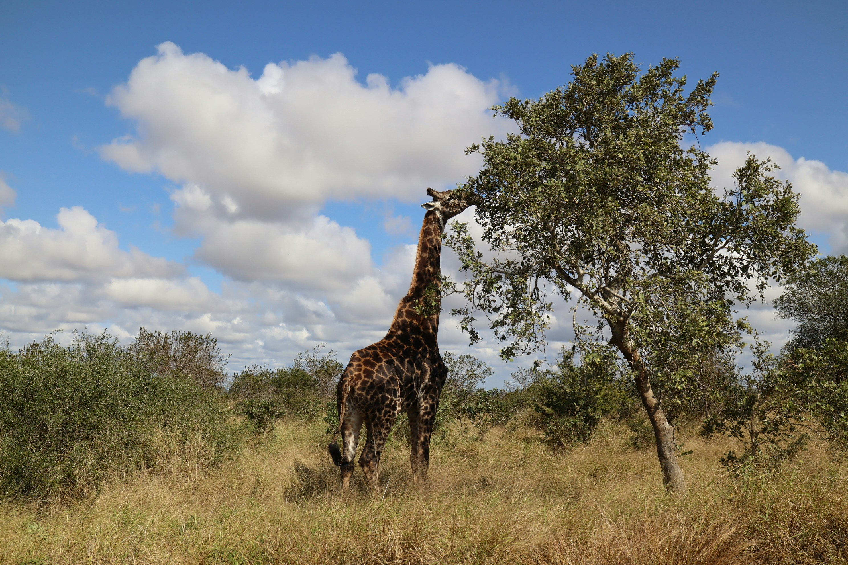giraffe standing near a tree in the grassland