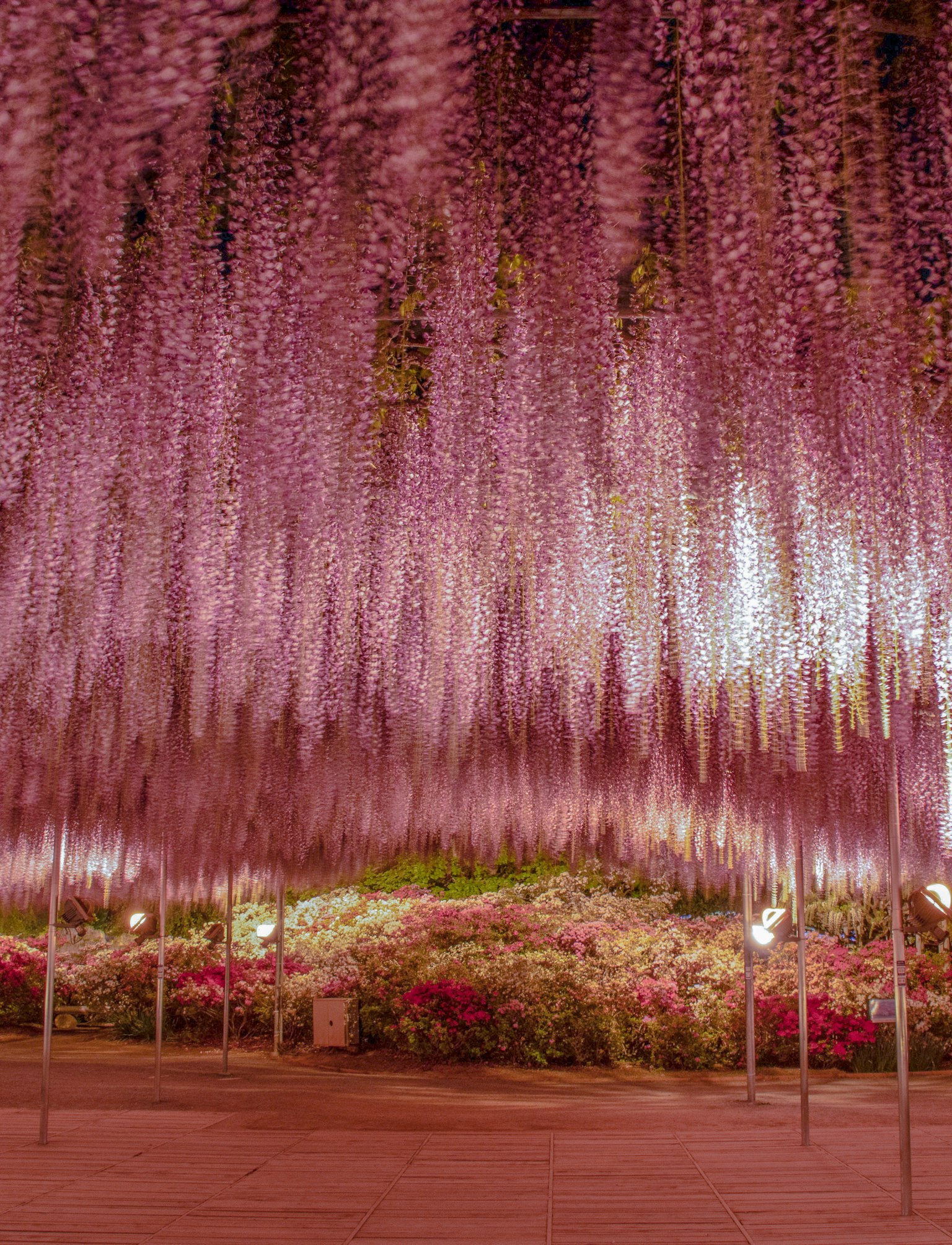 Bellissima vista di fiori di glicine appesi sopra