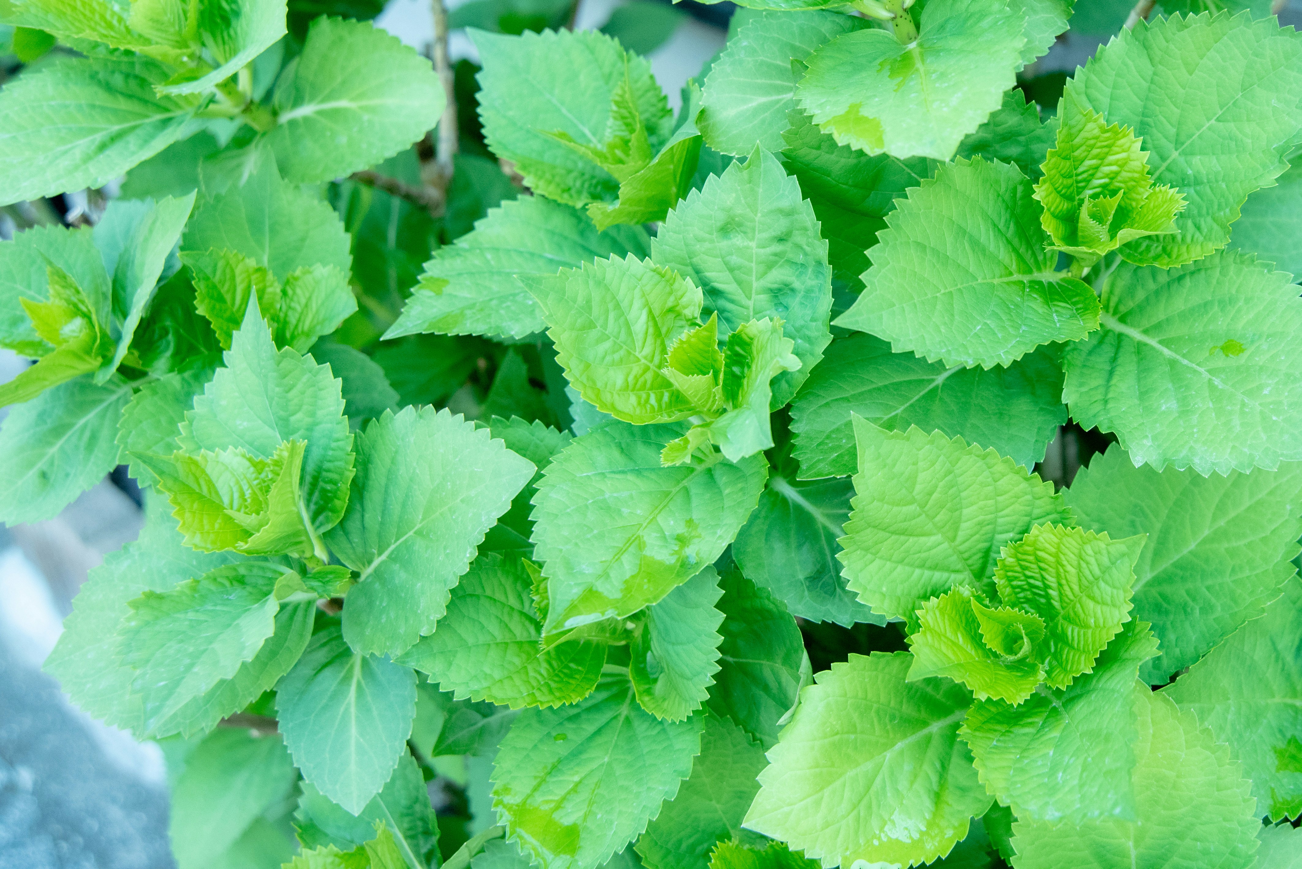 4月の紫陽花の新芽と花のつぼみが茂る緑のクローズアップ