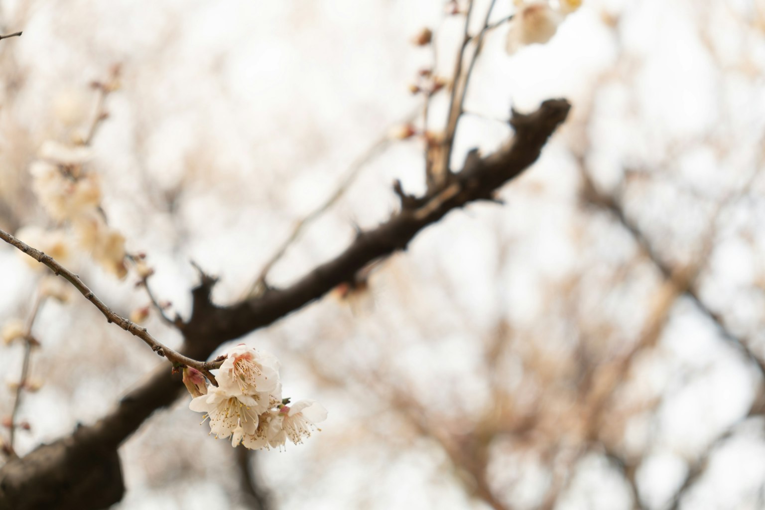 柔和背景上的細膩白花的樹枝