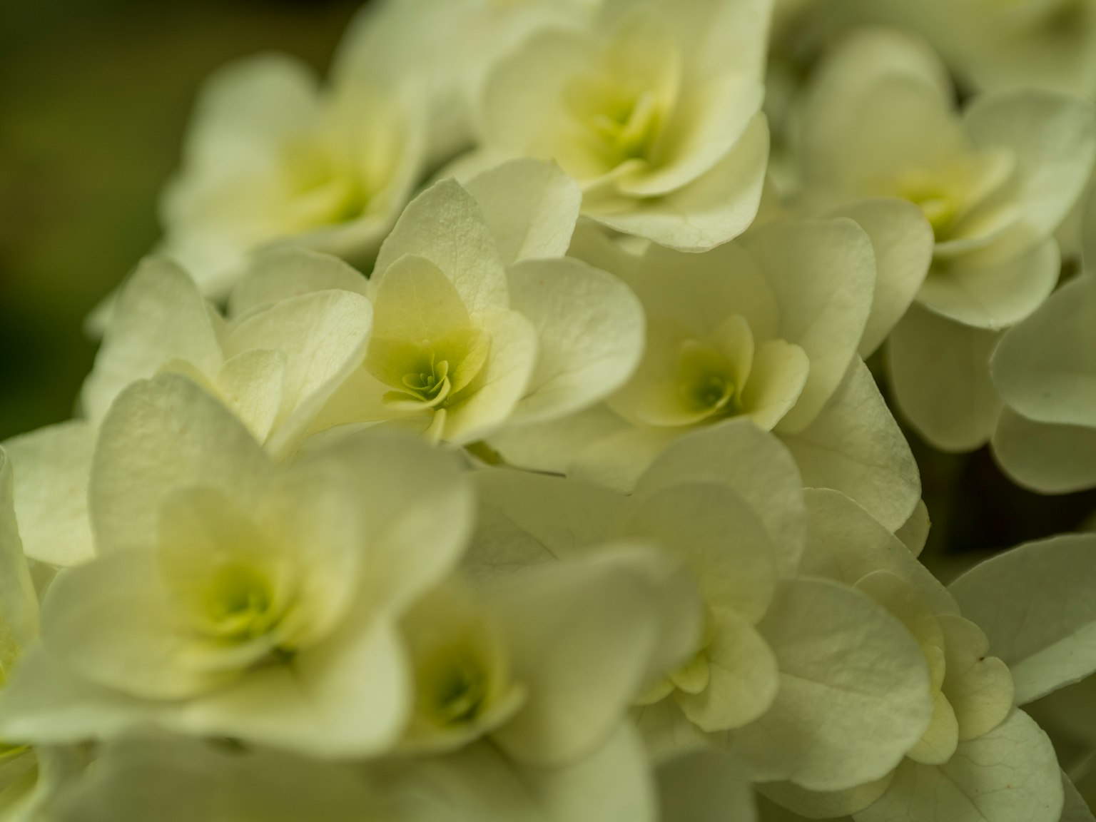 Acercamiento de flores blancas con centros verdes pálidos