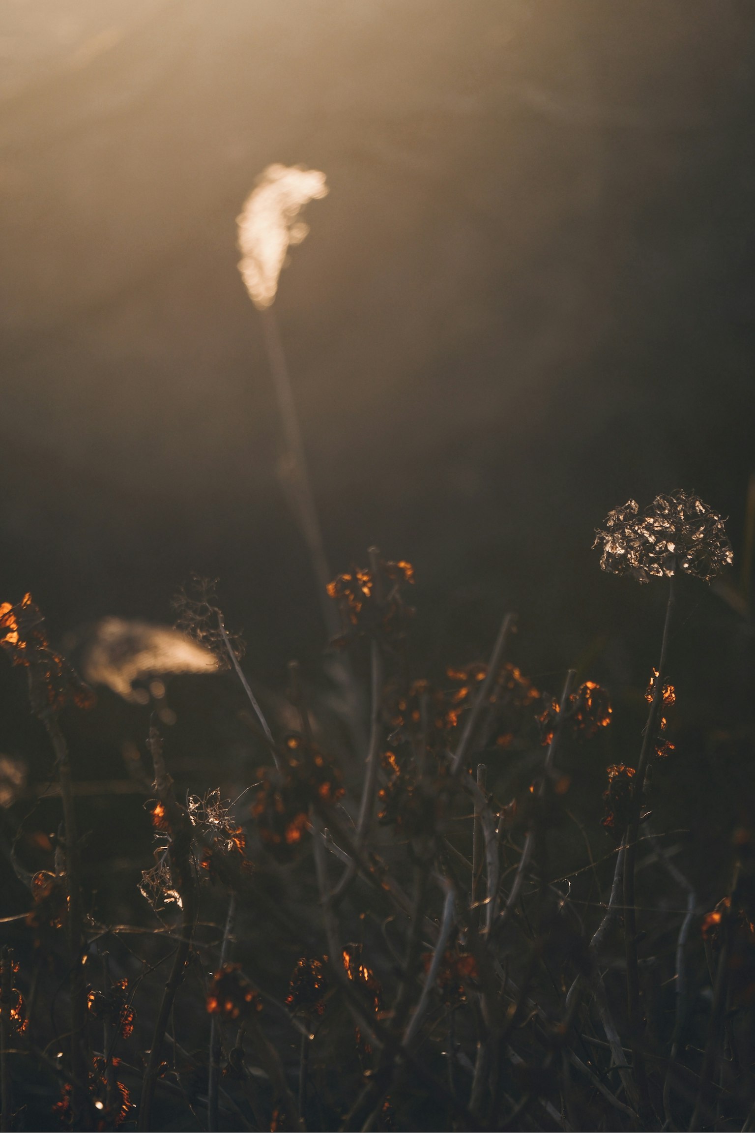 Silhouette and colors of plants in soft light