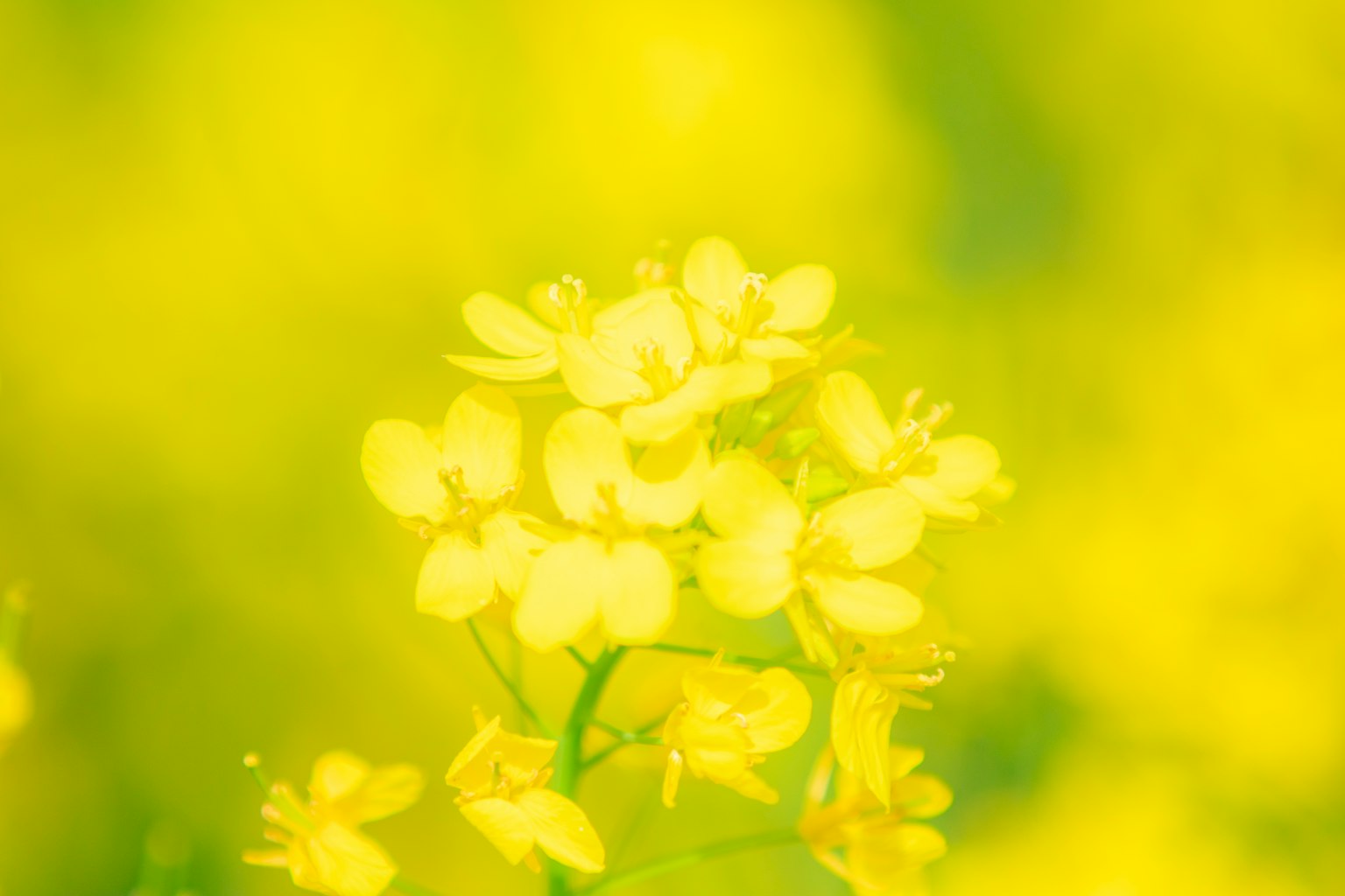 黃色花朵的特寫,周圍是柔和的黃色背景