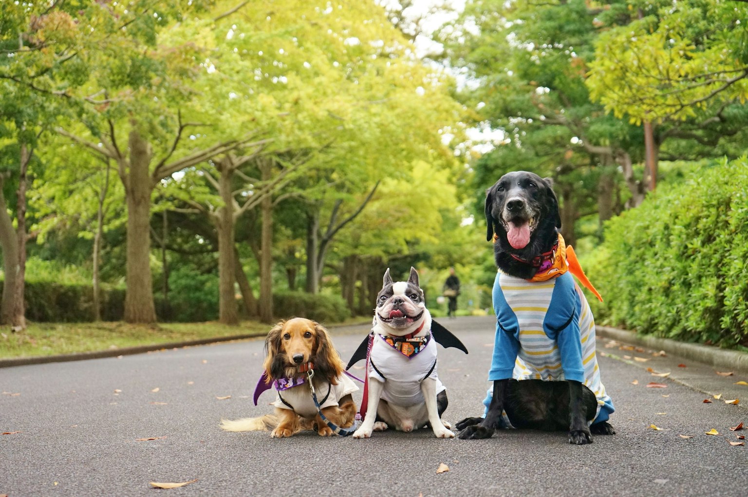 公園でおしゃれな服を着た犬たちが並んで座っている緑豊かな風景