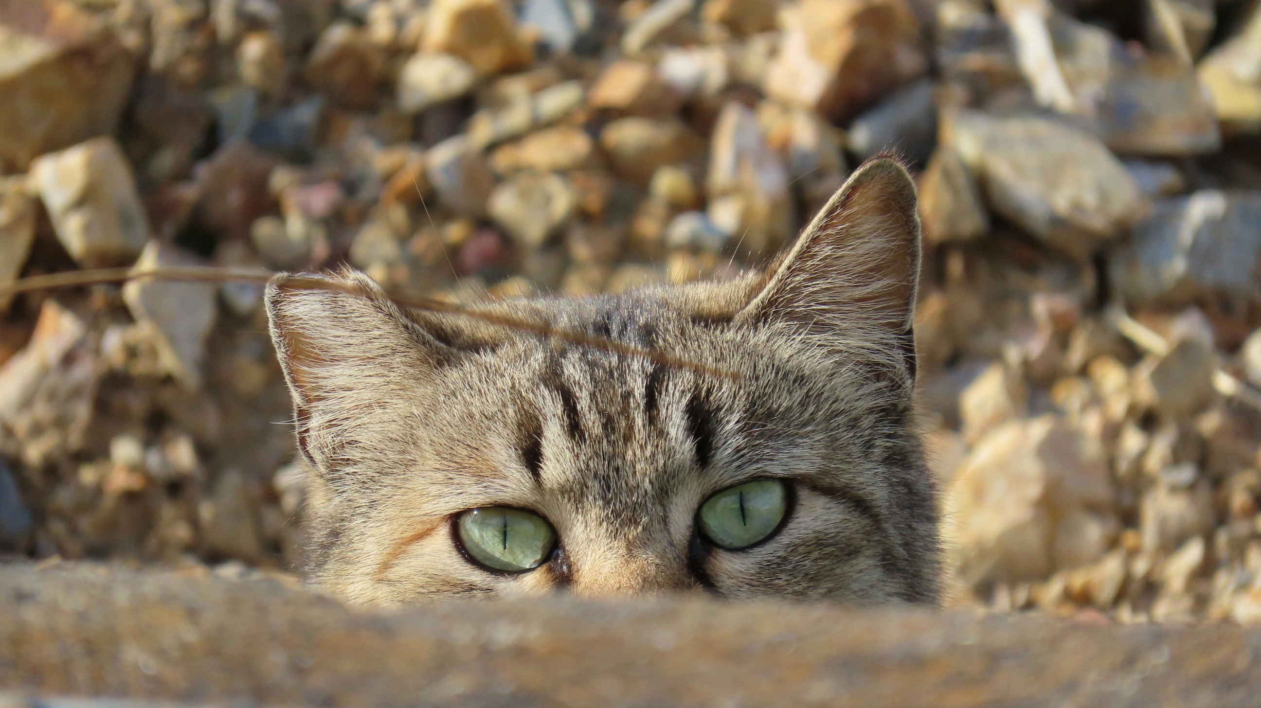 cara de gato entre escombros