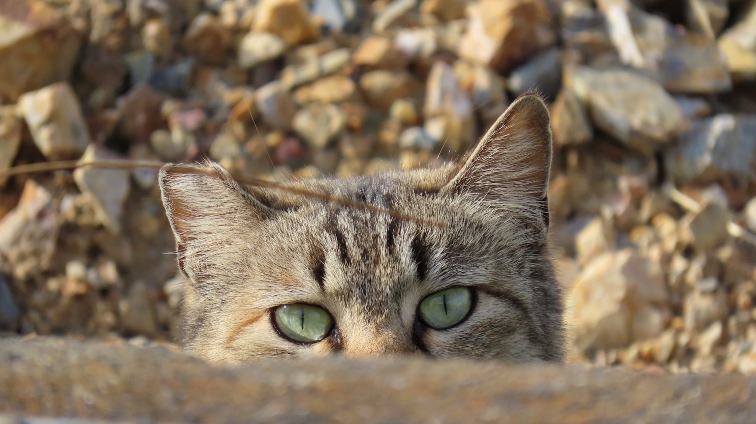 Mata kucing mengintip dari atas permukaan berbatu