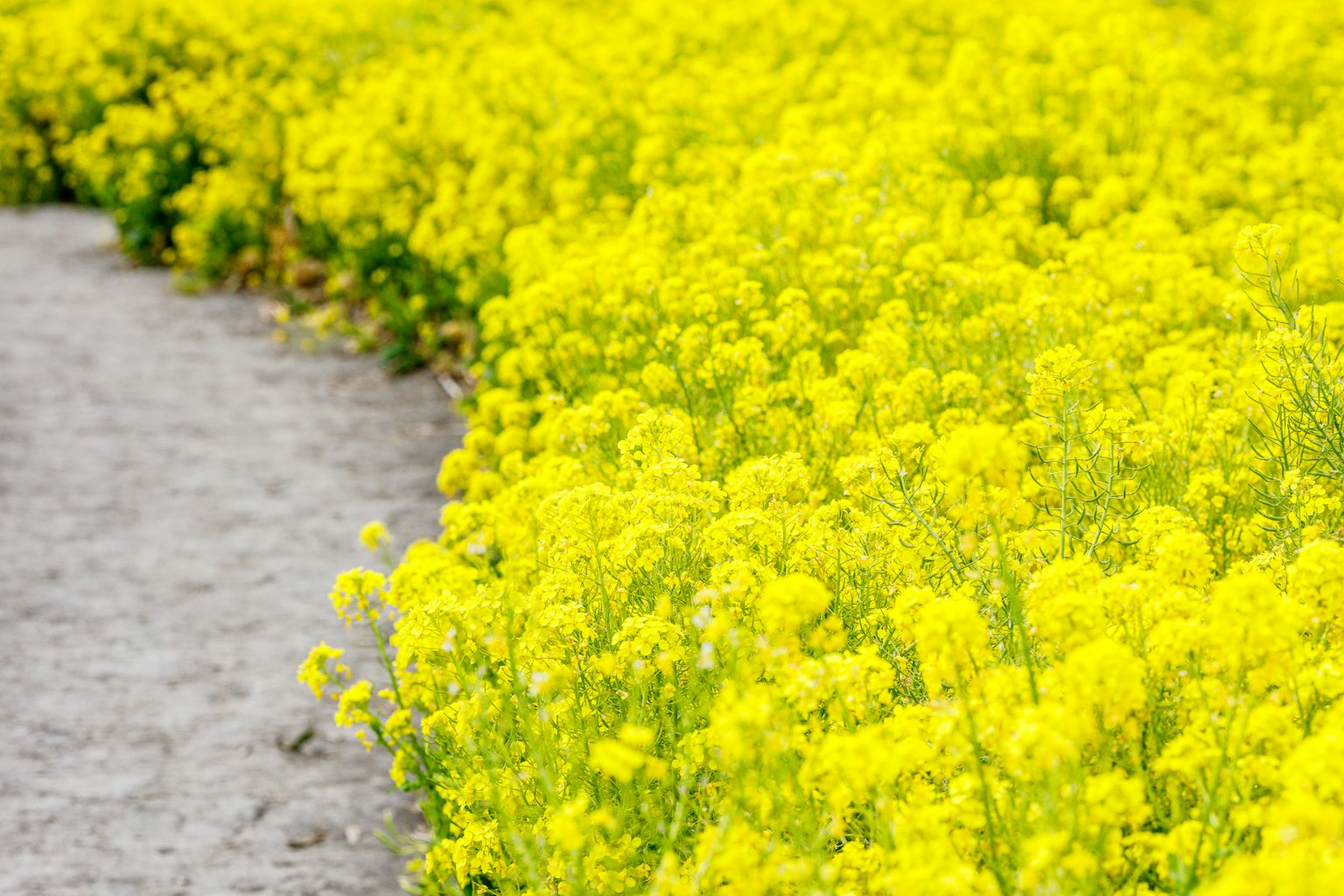 Camino bordeado de flores amarillas vibrantes