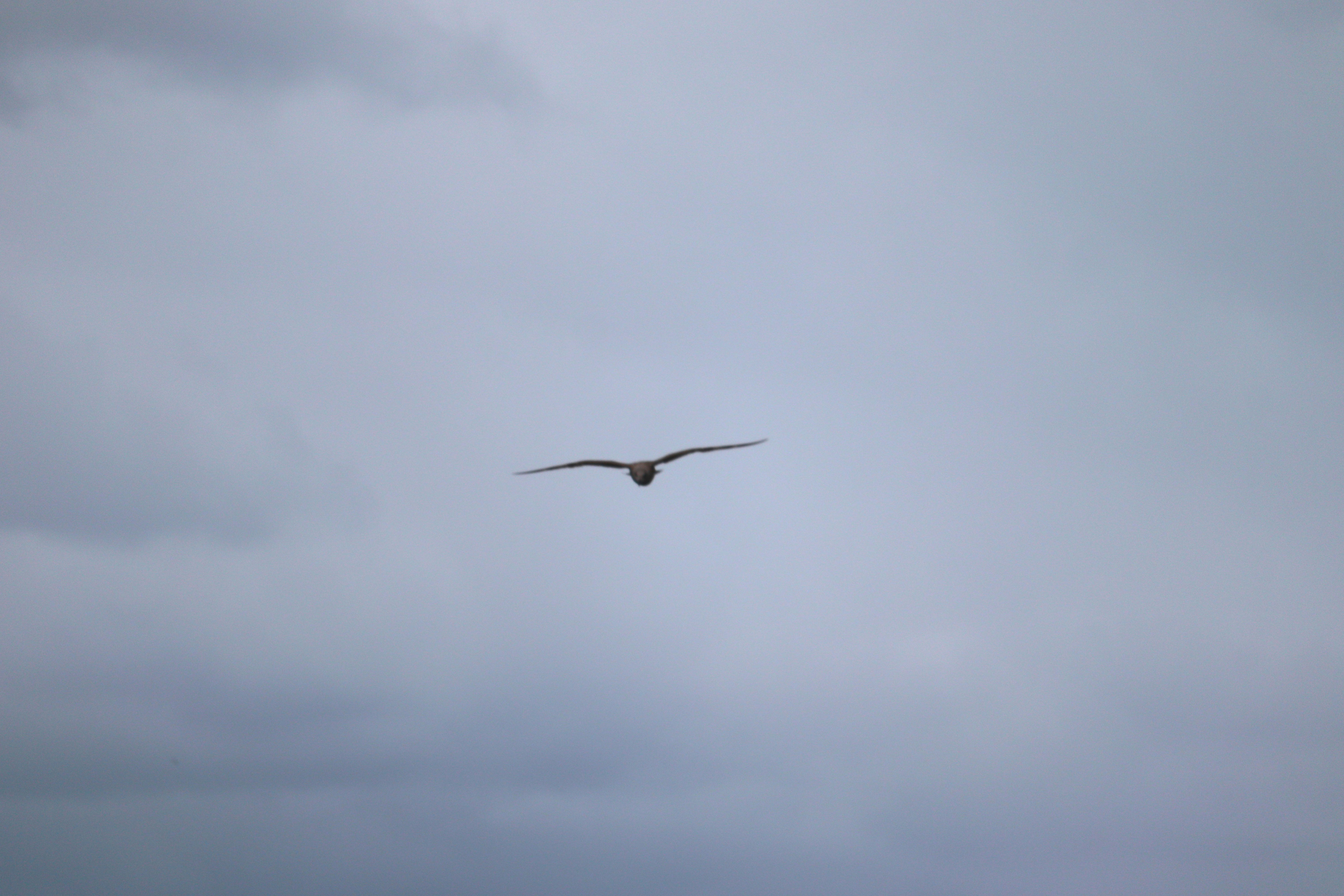 bird flying across an overcast sky