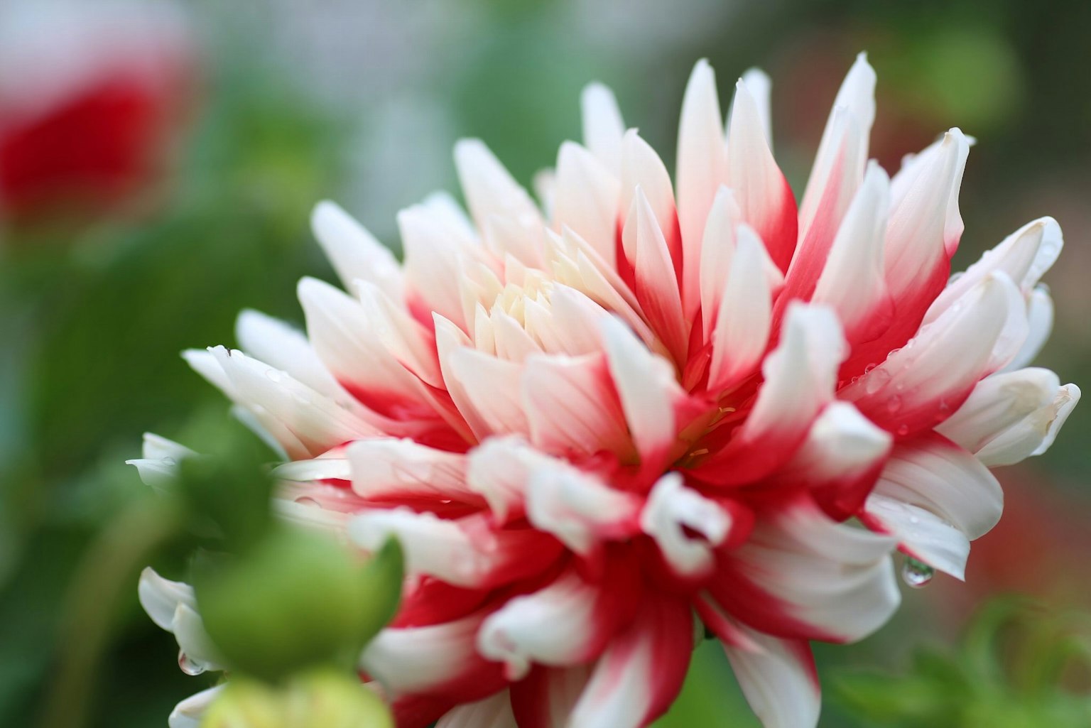 Close-up of a vibrant red and white dahlia flower