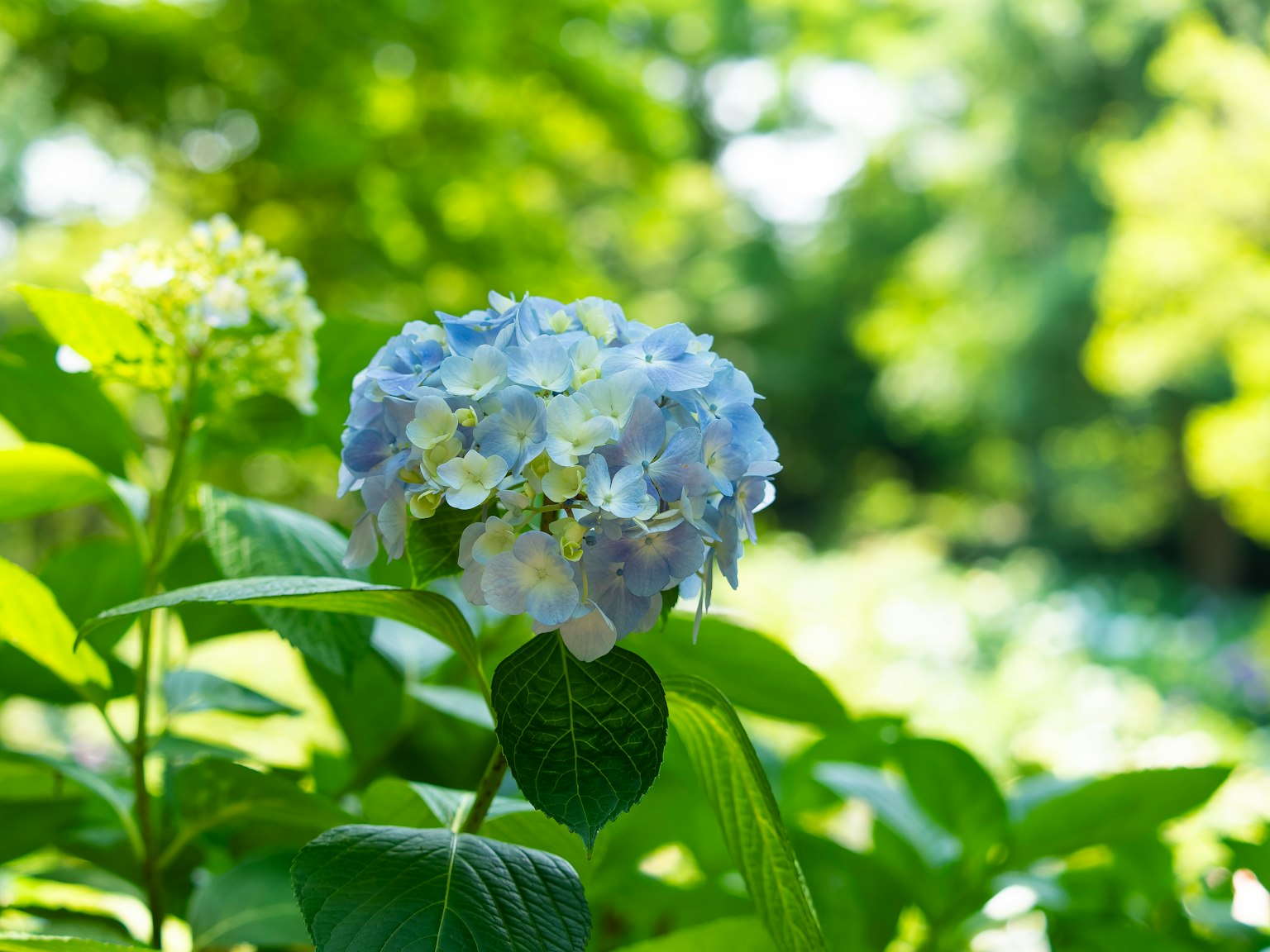 Fiore di ortensia blu circondato da foglie verdi