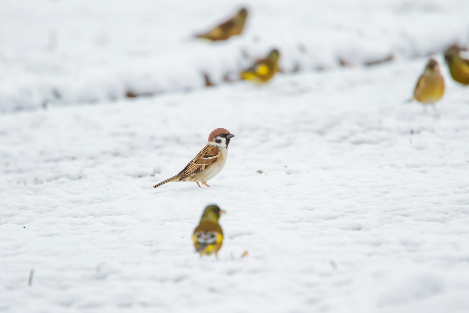 Un gruppo di uccelli sulla neve con un uccello distinto in primo piano