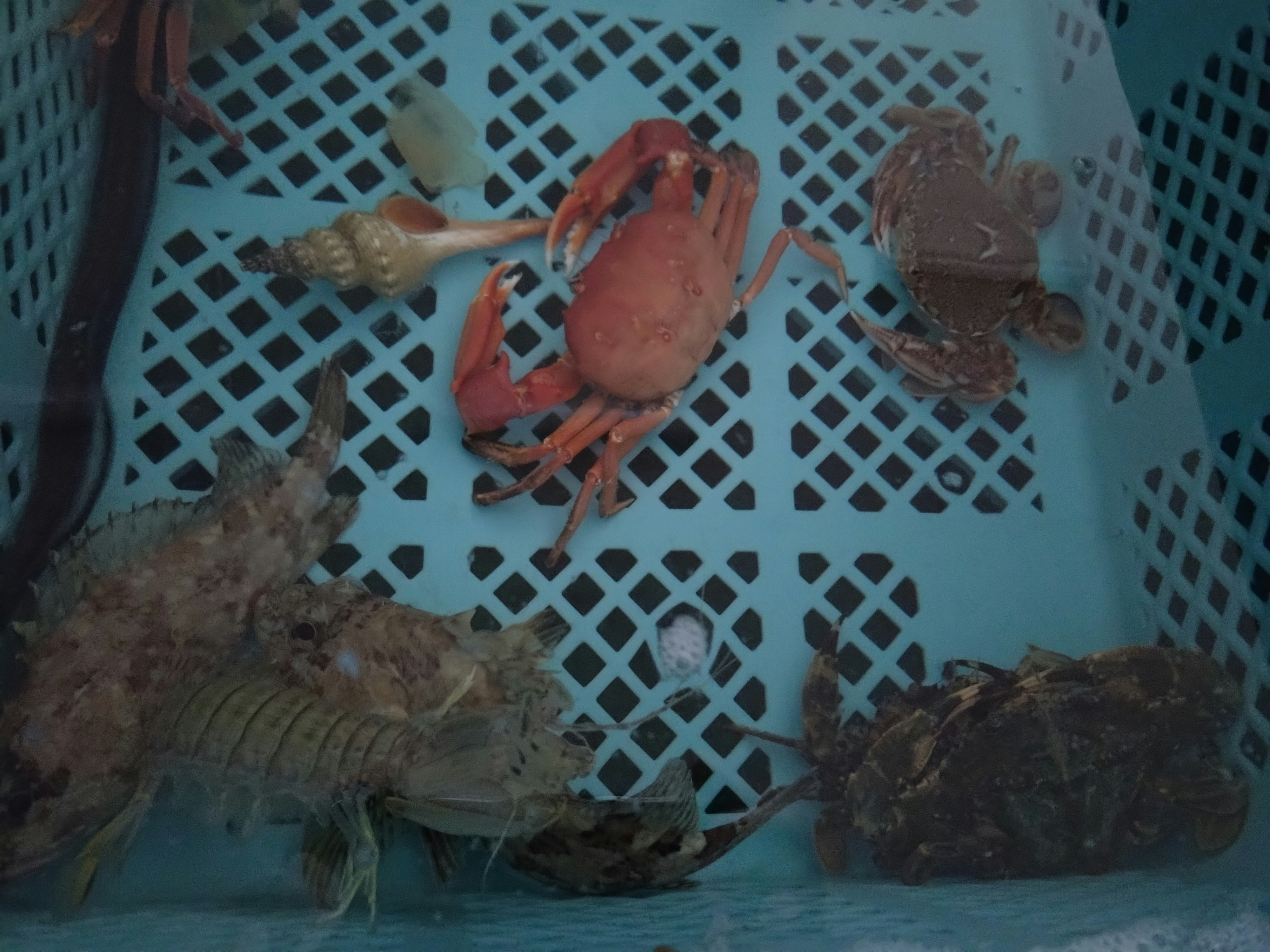 活魚用のバケツに入ったカニ・シャコ・魚介類の盛り合わせ