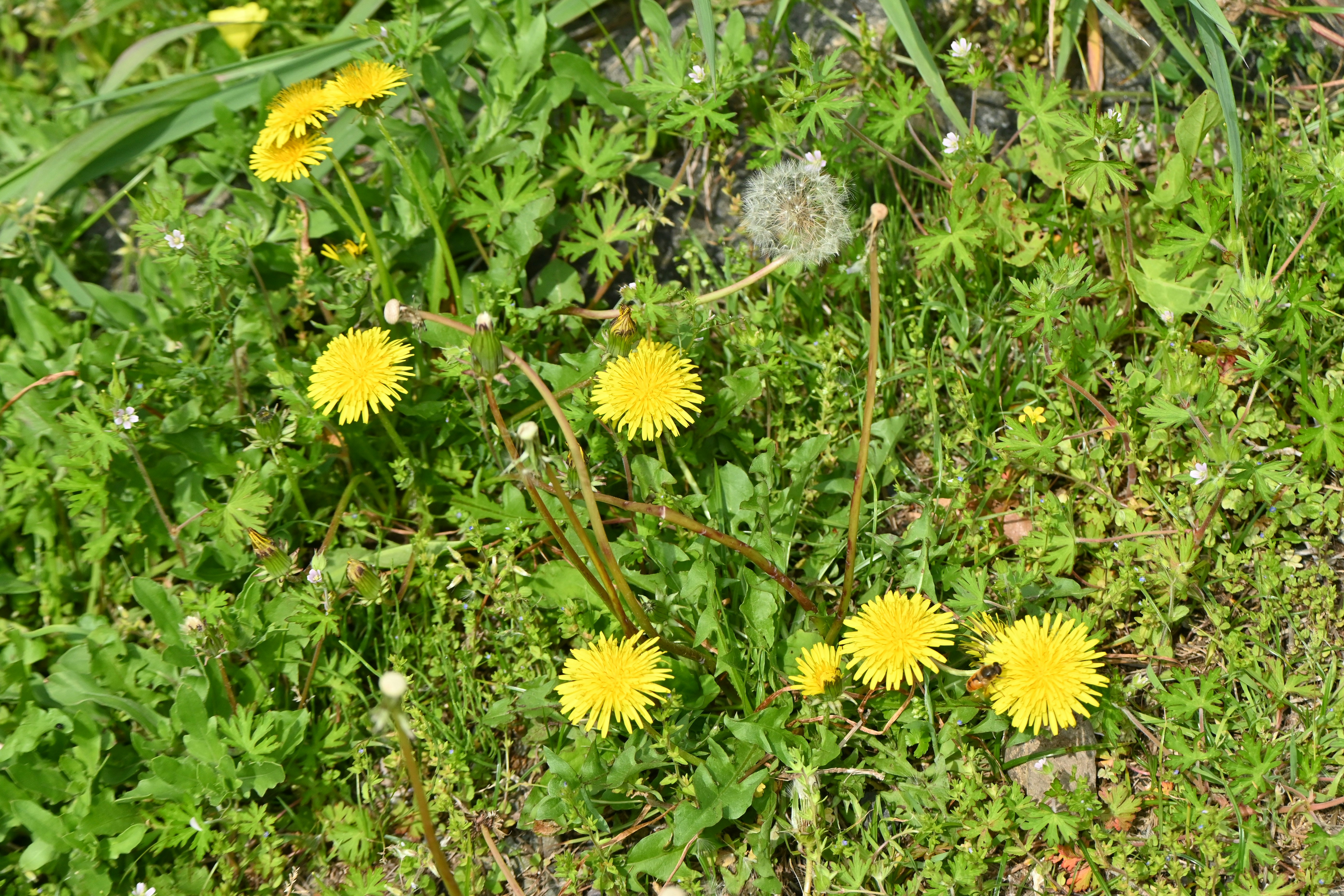 黄色いタンポポの花が緑の草の中に咲いている様子