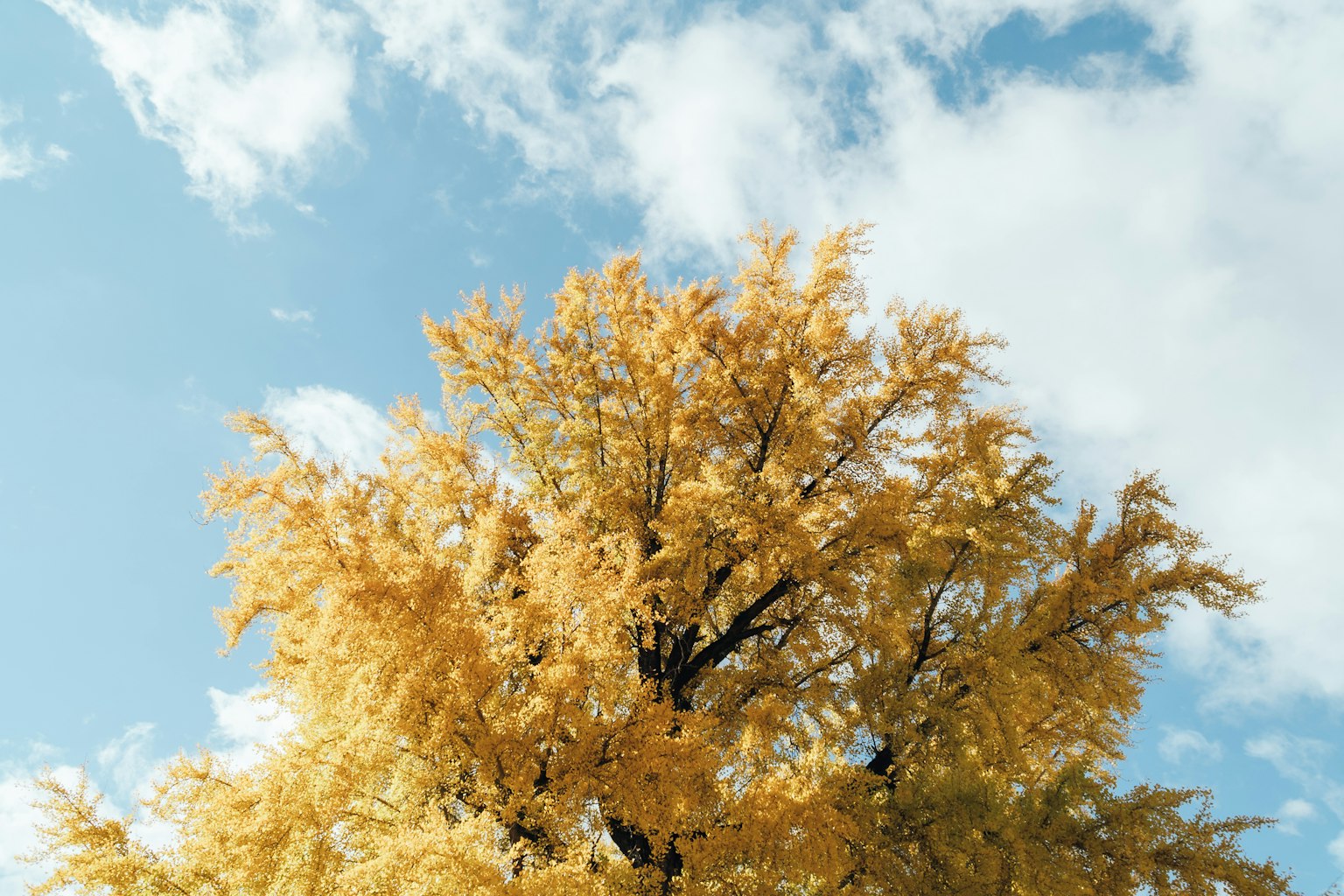 Leuchtend gelbes Laub eines Baumes unter blauem Himmel
