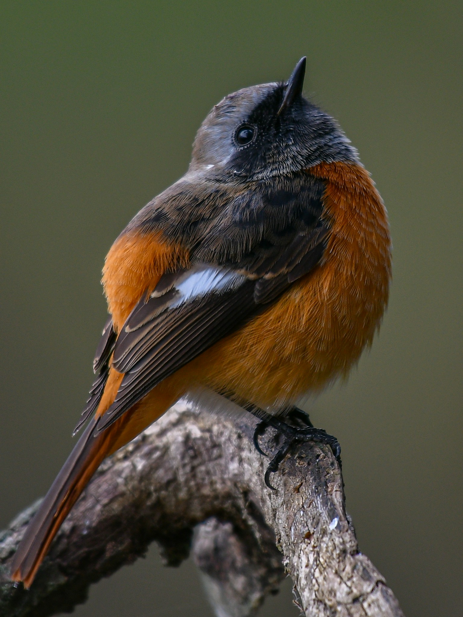 A small bird with an orange chest perched on a branch