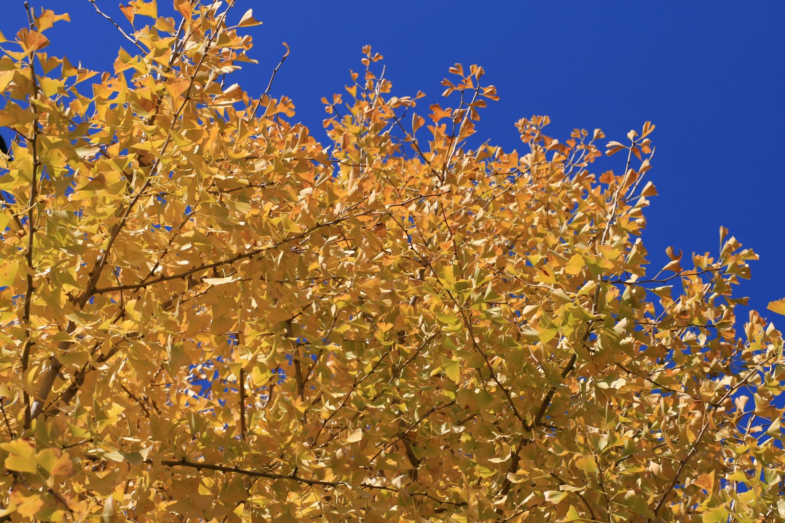 Lebendige gelbe Blätter vor klarem blauen Himmel