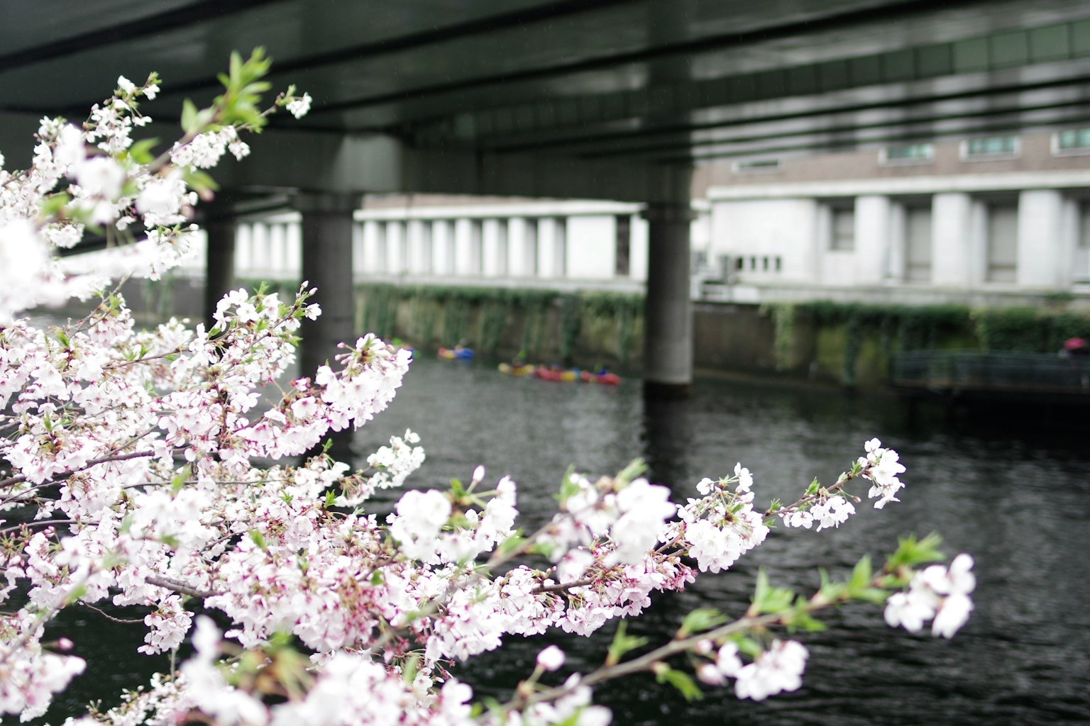 Cherry blossoms blooming near the water with a bridge above