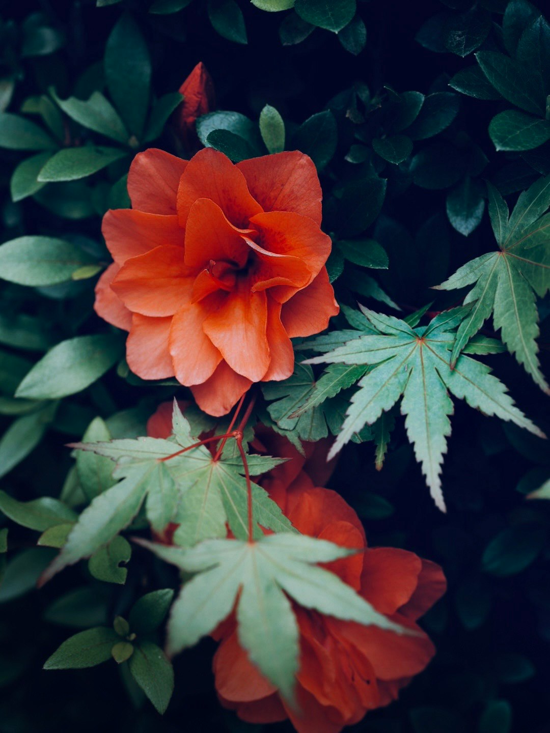 ツツジと青もみじの新緑が重なる花葉のクローズアップ