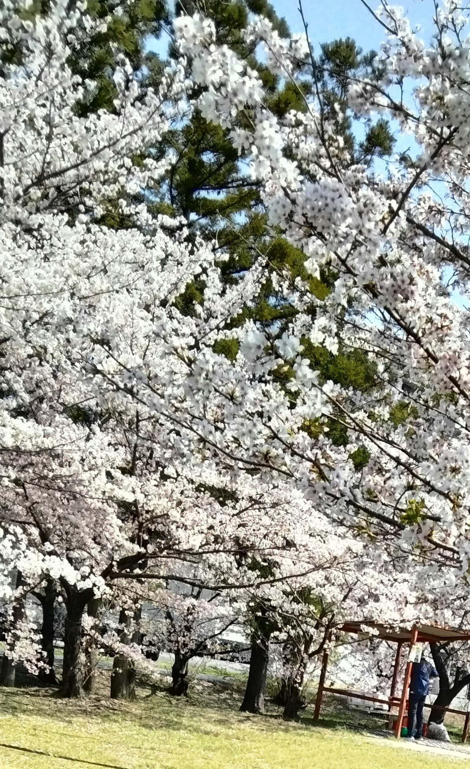 Pohon sakura yang berbunga di taman dengan pohon hijau dan langit biru