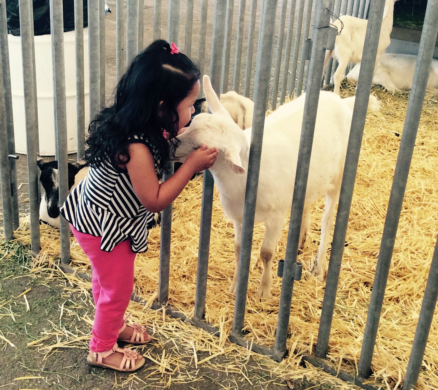 A child affectionately interacting with a white goat