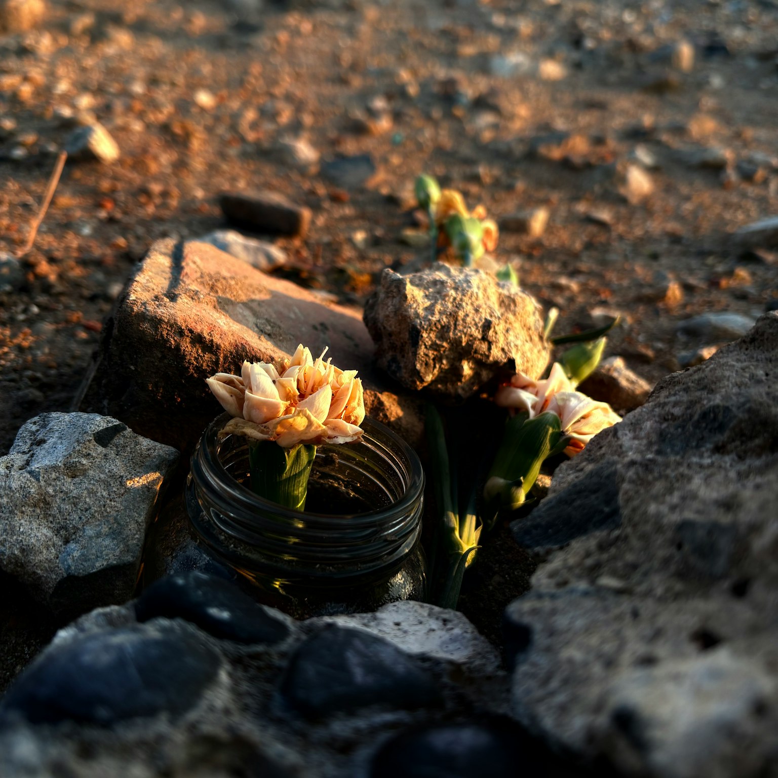 바닥의 돌들로 둘러싸인 병 안에 피어 있는 꽃