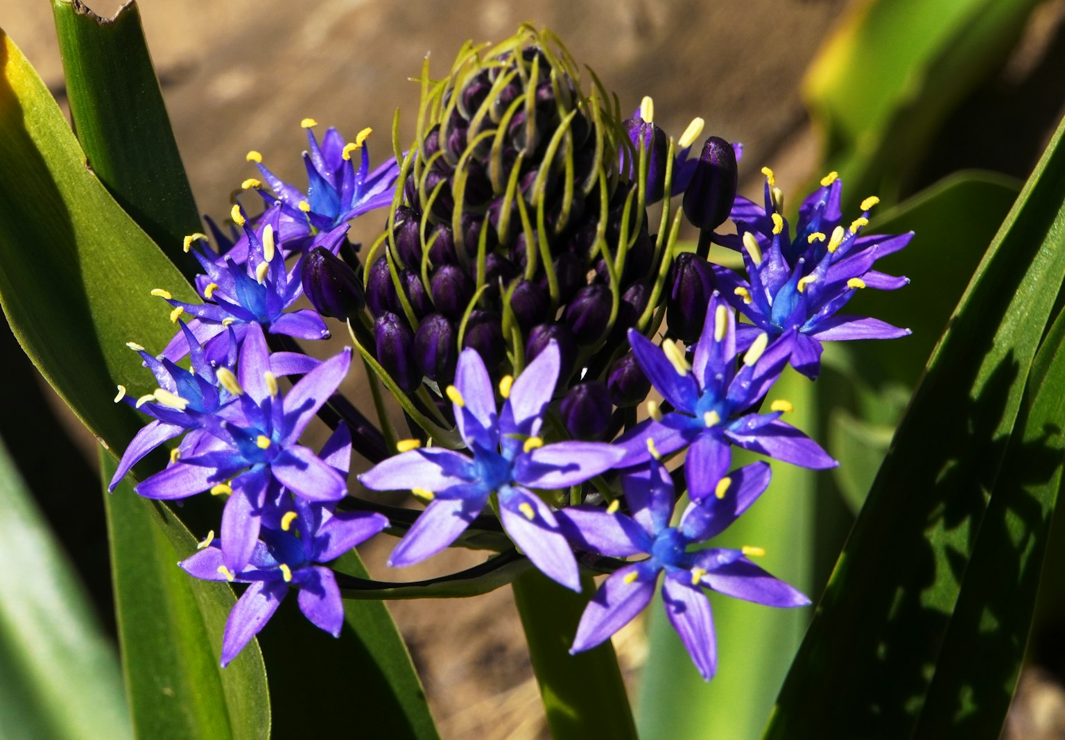 Gros plan sur des fleurs violettes vives entourant un bouton sombre sur une plante